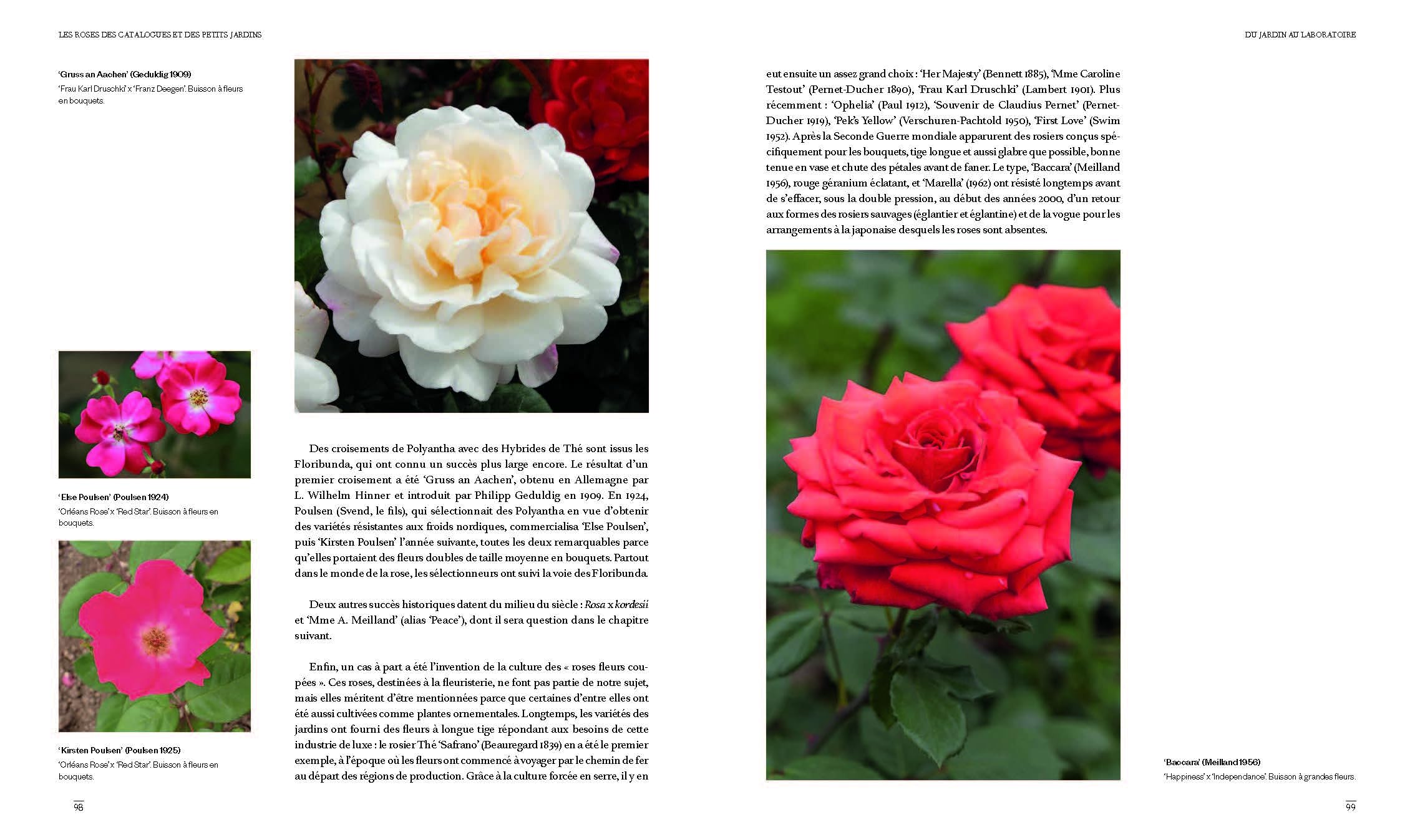 Les Roses des jardins d'aujourd'hui