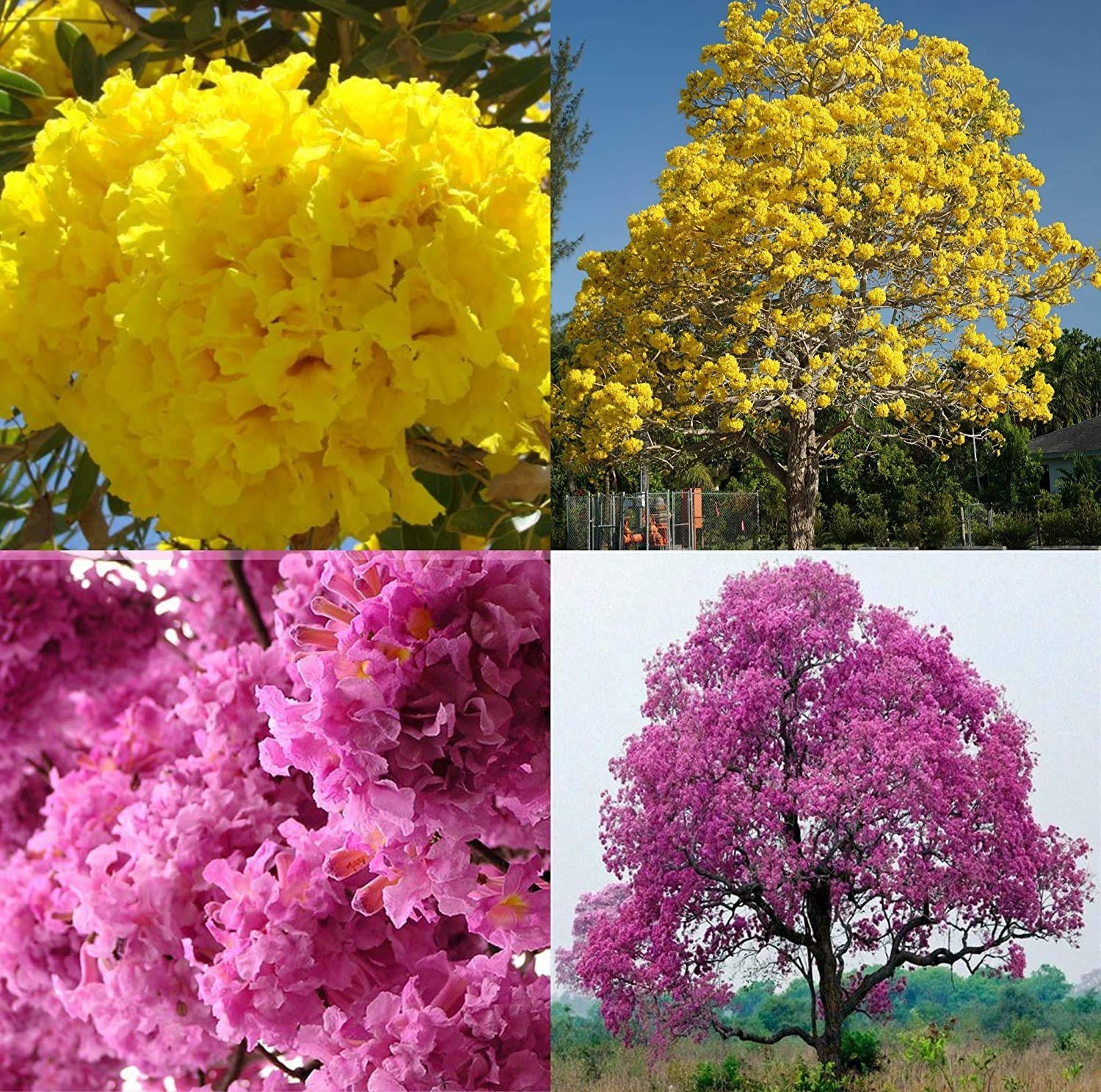 Afflorance Indian Climate Suitable 4 Different Types Flower Tree Seeds (Combo Pack) (Trumpet Golden, Trumpet Pink, Bottle Brush, A. Turlip Flower Tree Seeds))