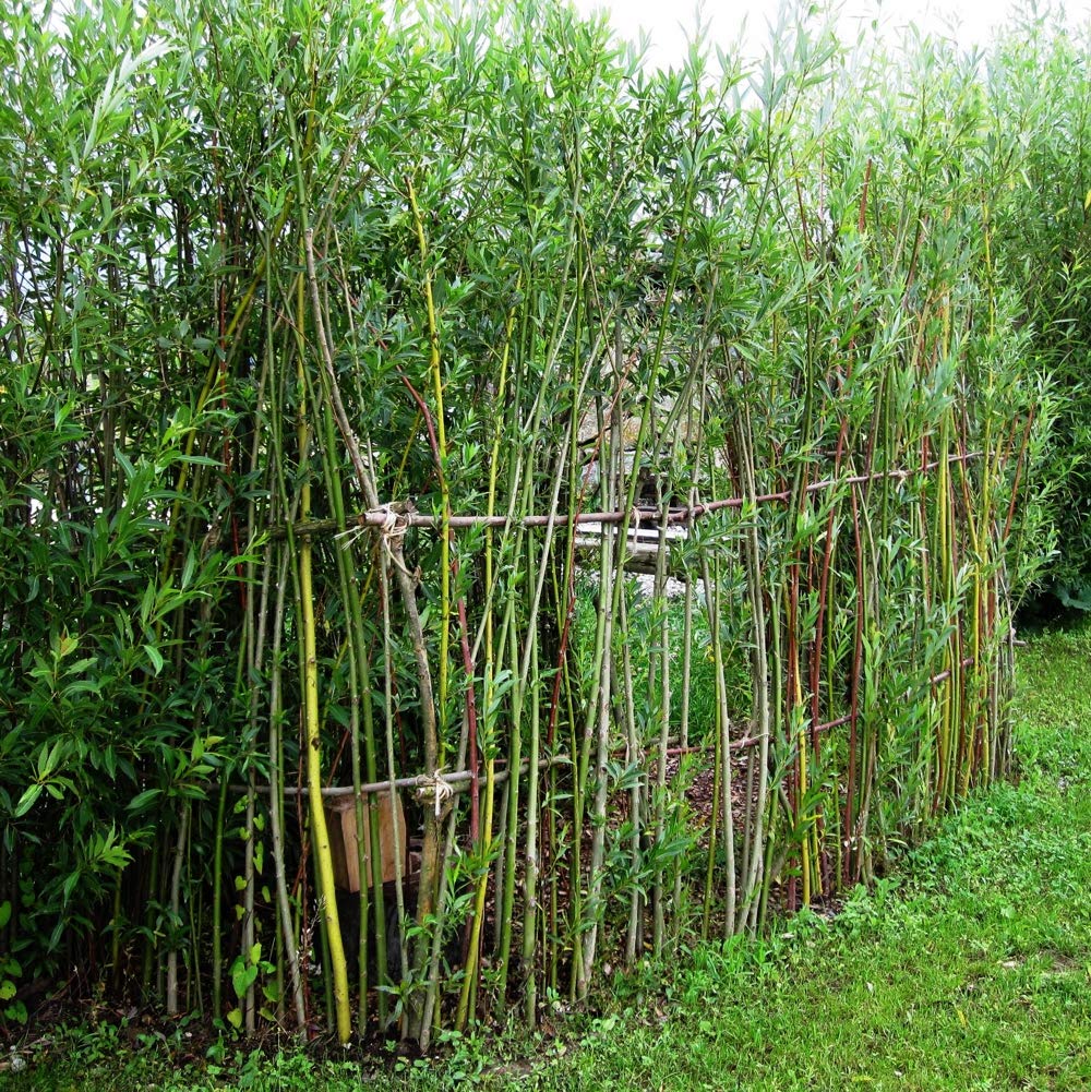 Weidenstecklinge fr Weiden-Huser & -Bauten sowie Energieholz im  Energiewald, Weidenbndel Kurzumtrieb/KUP, Salix viminalis-Zchtung -  Weide, Korbweide, Strauchweide (20 Weiden-Stecklinge 20 cm) : Amazon.de:  Garten