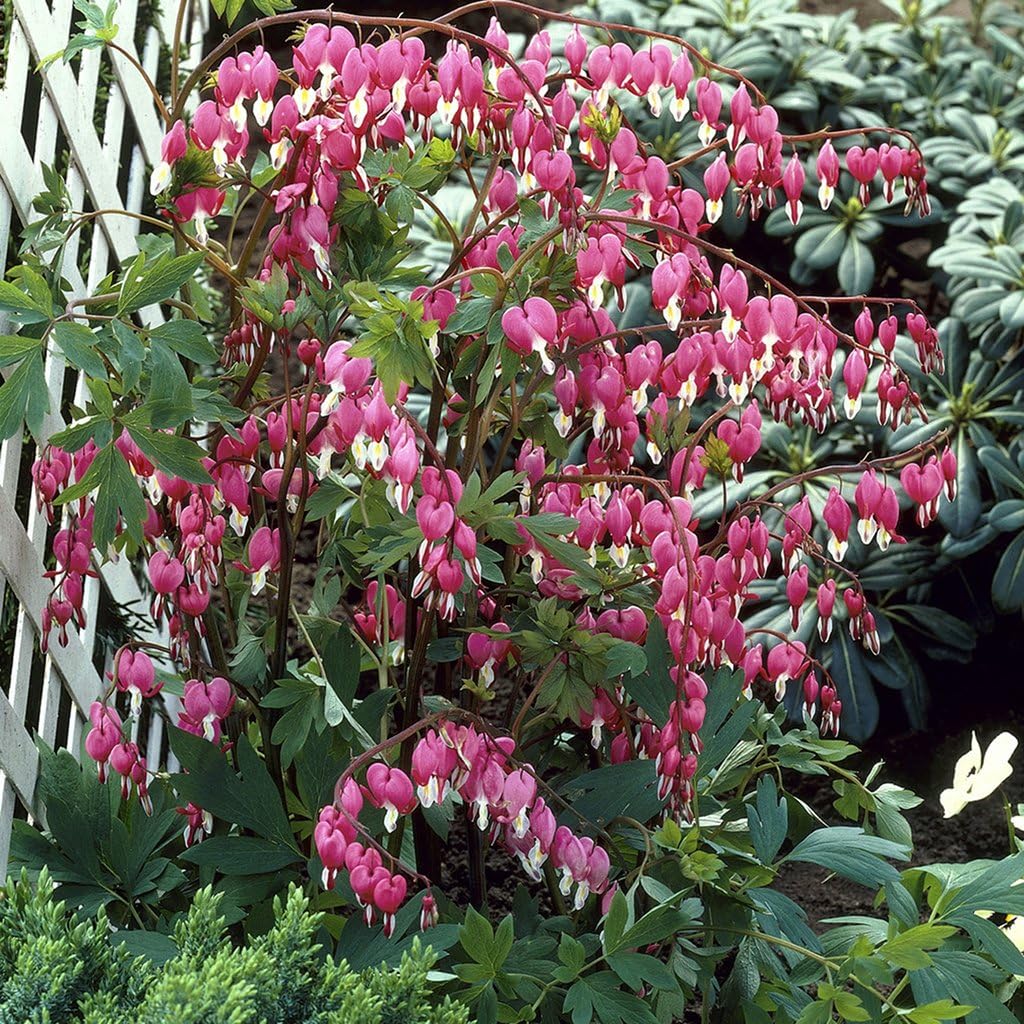 Van Zyverden Bleeding Hearts - Set of 5 Roots