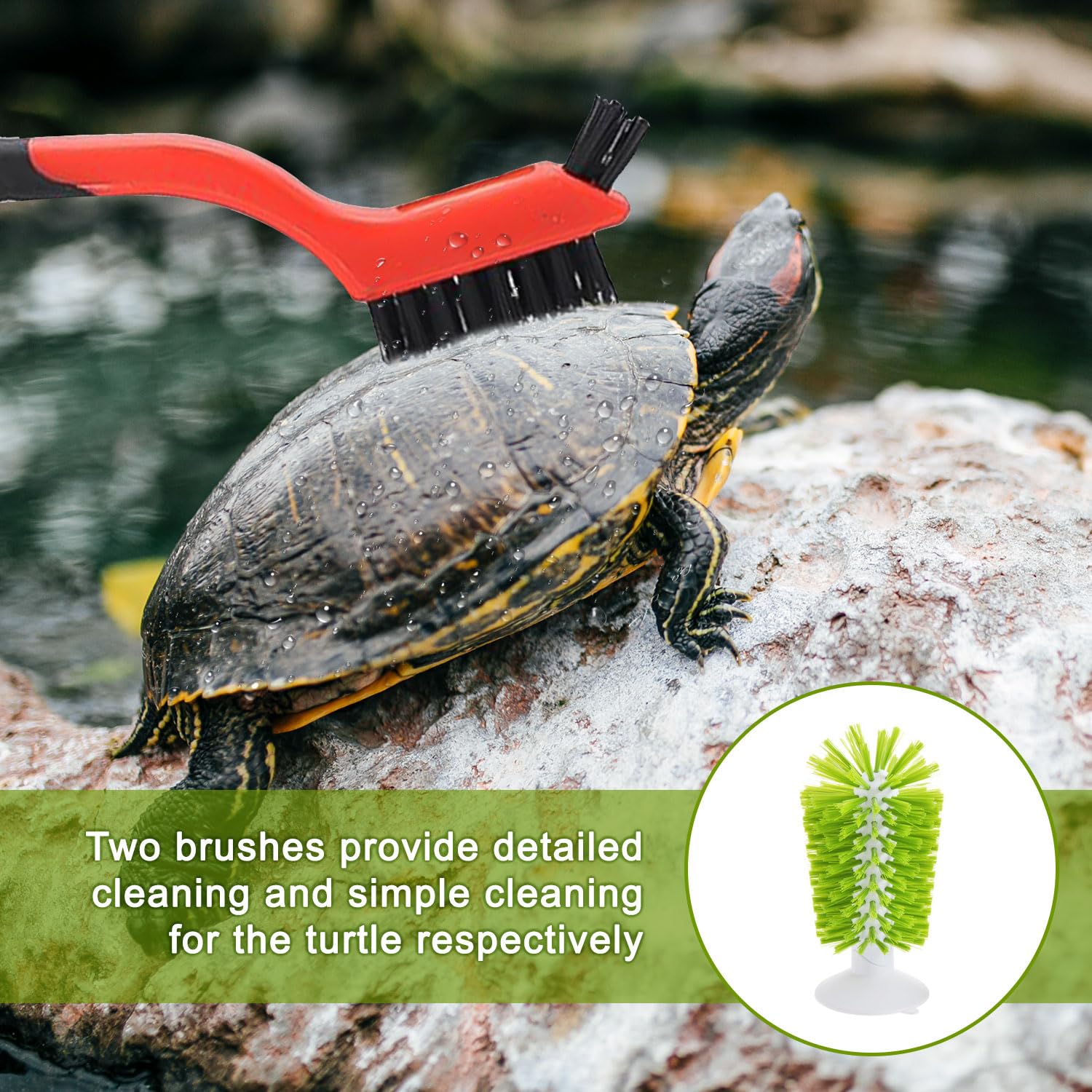 2 brosses à tortue avec ventouse, brosse de nettoyage pour écailles de tortue et brosse exfoliante pour tortue, accessoires pour tortues (vert)
