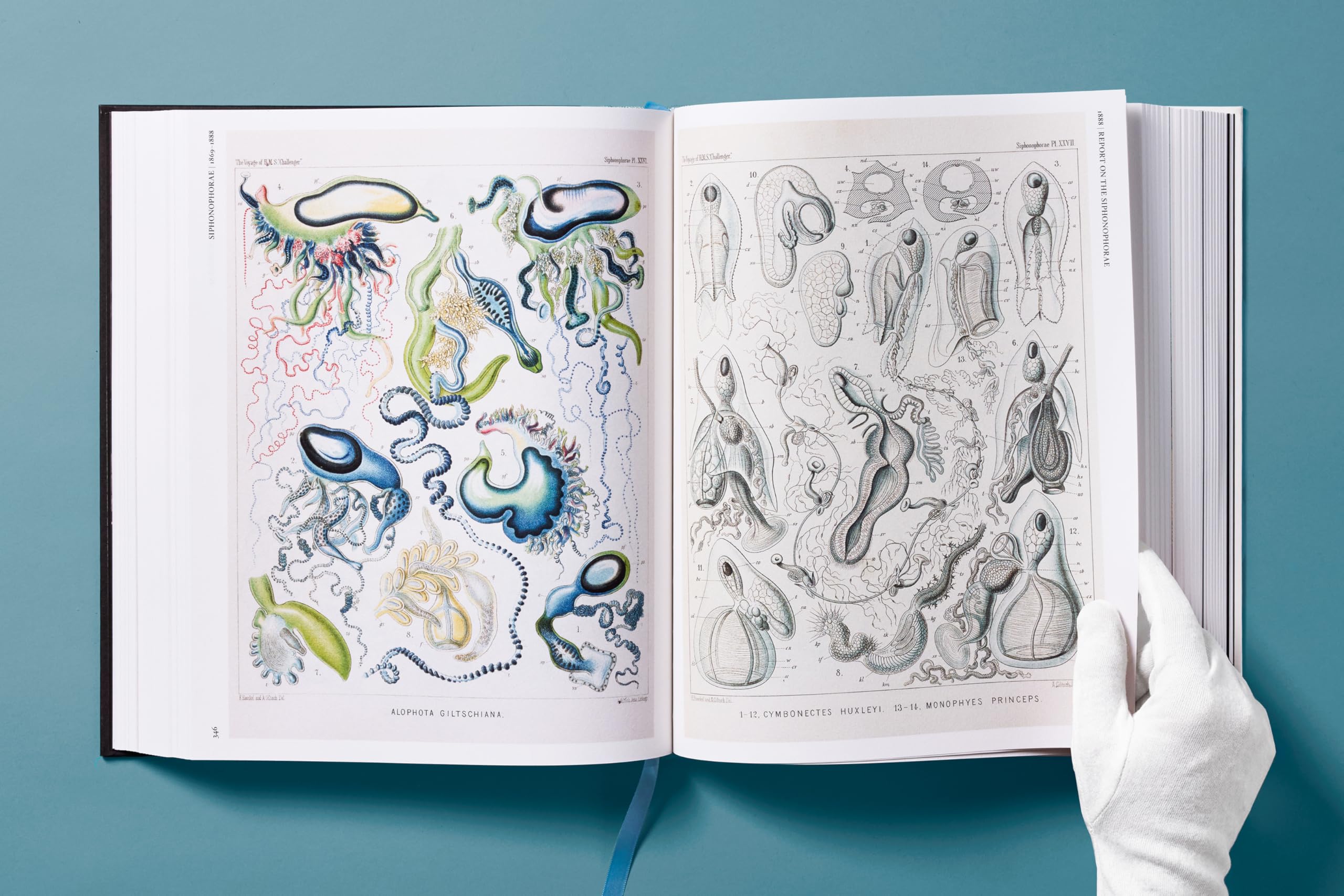 The Art and Science of Ernst Haeckel