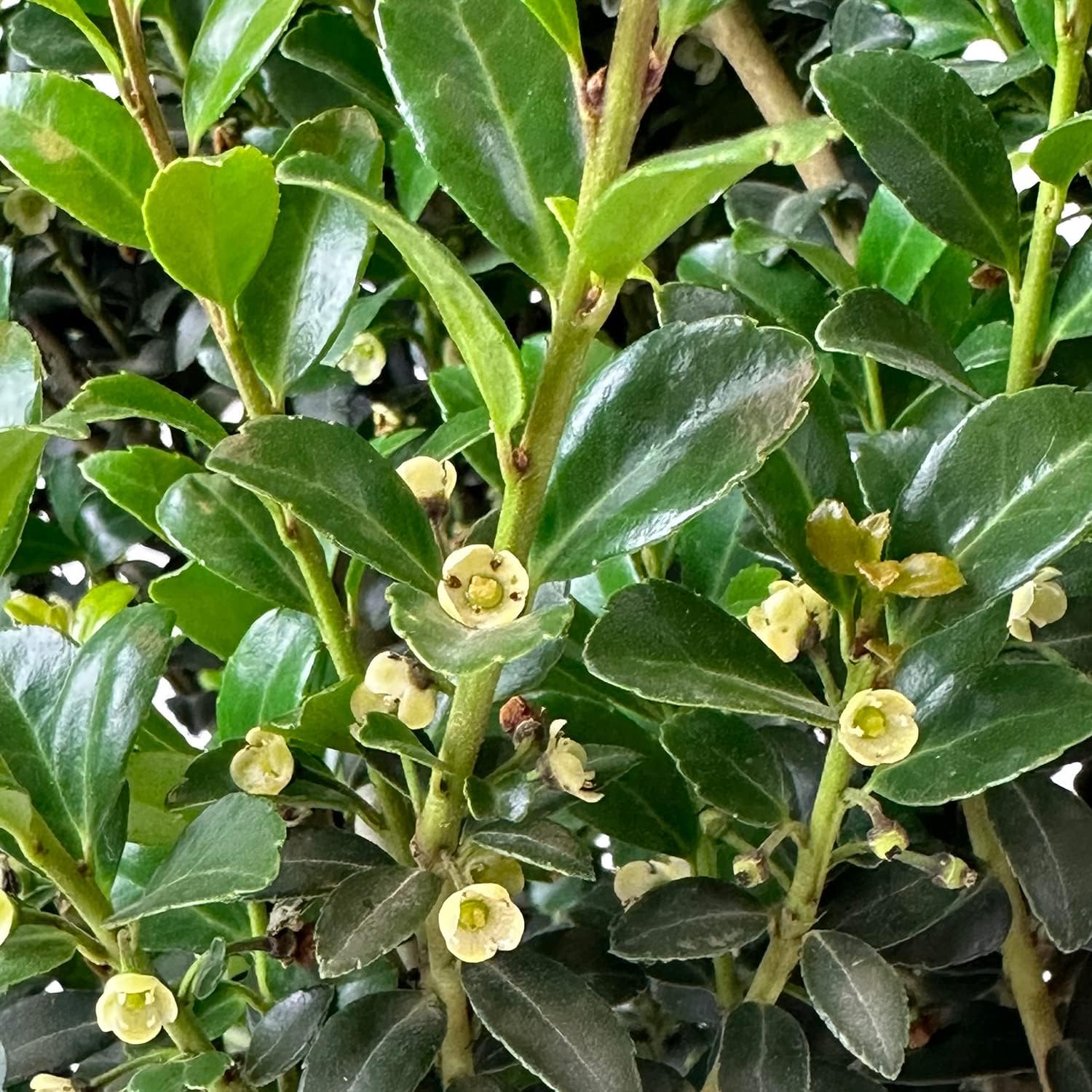 Blooming & Beautiful - Sky Box Holly - 3 gal - Proven Winners - Pyramidal Evergreen Shrub - Year-Round Dark Green Foliage - Japanese Holly - Zones 6-8 - Ilex crenata 'Farrowone' PP20049-3 Gallon Pot