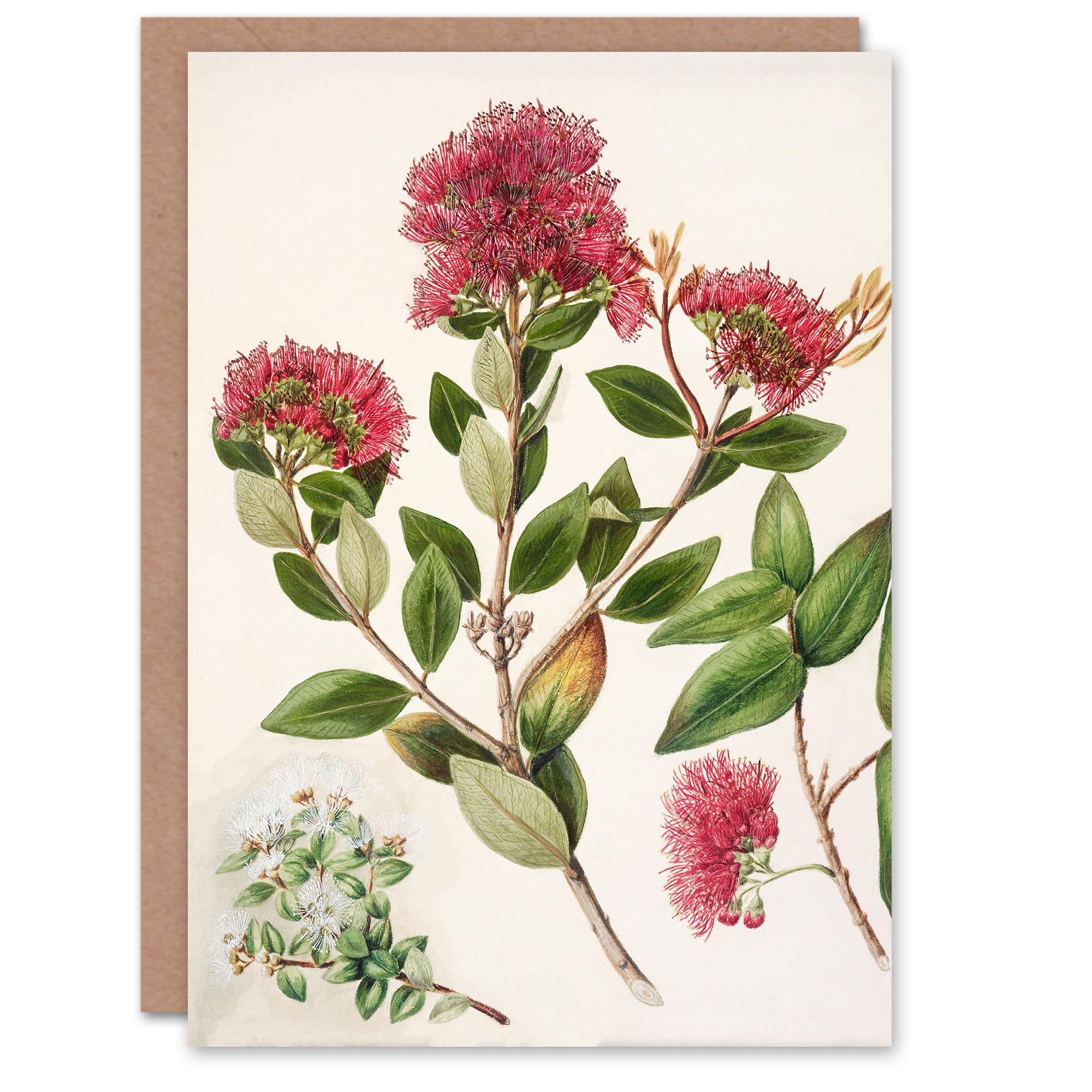 Artery8 Sarah Featon Art Card New Zealand Rata Flowers Illustration