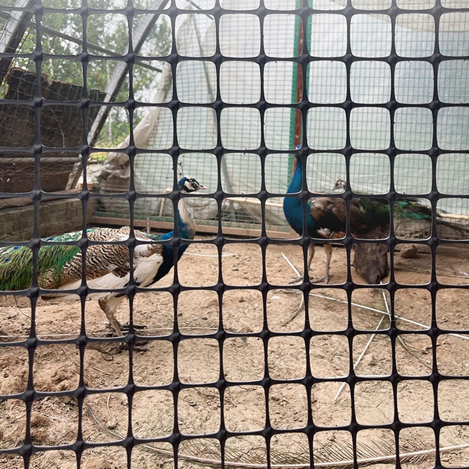 TIST Peacock Mesh Square Fence Mesh Garden Chicken Rabbit Fence Lightweight Safety Plastic Fence Patio Snow Pet(1.5x50m/5x164ft)