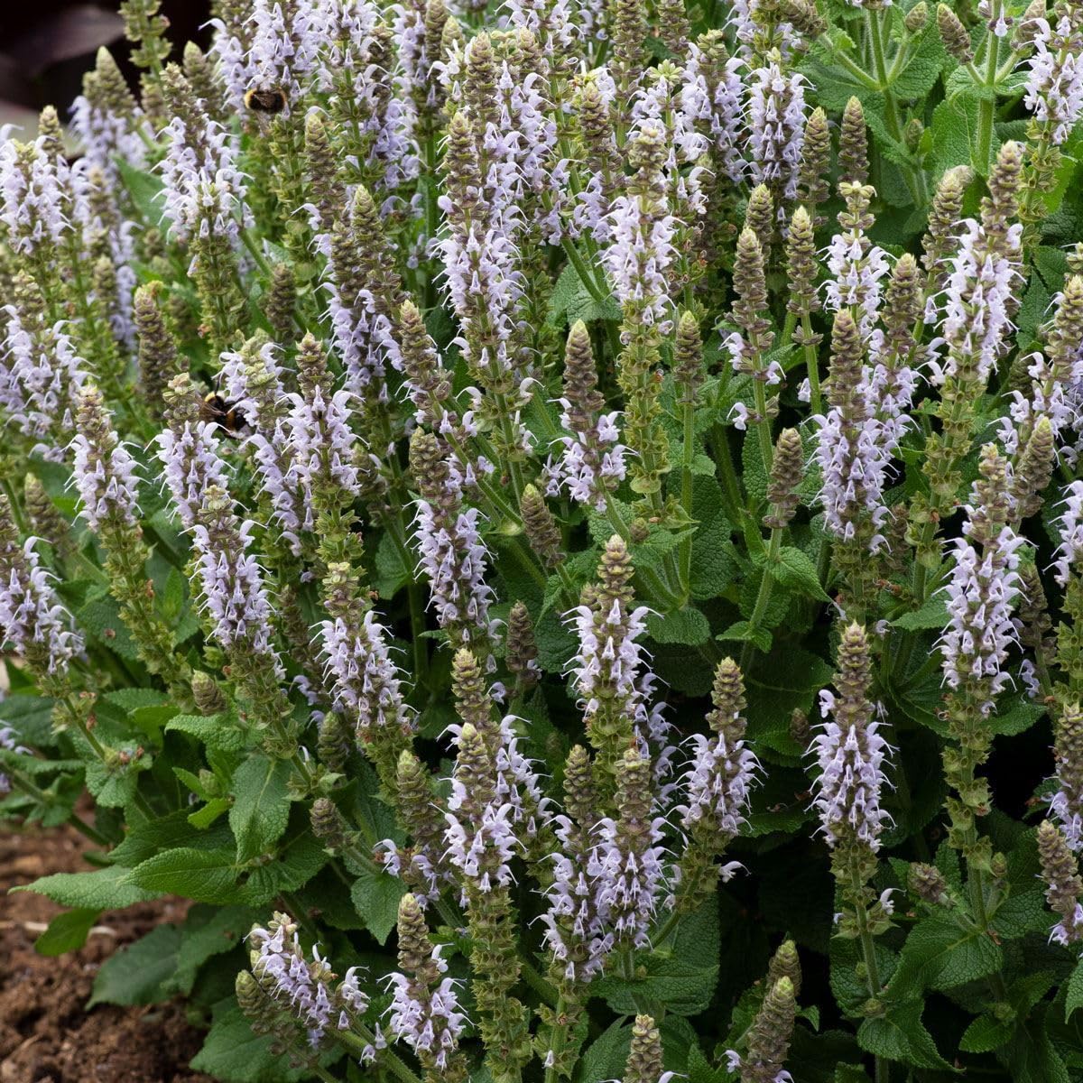 Salvia Bumblesky Perennial Plant, Sky-Blue Flowering Spikes, Pollinator-Friendly, Garden-Ready 9cm Pot
