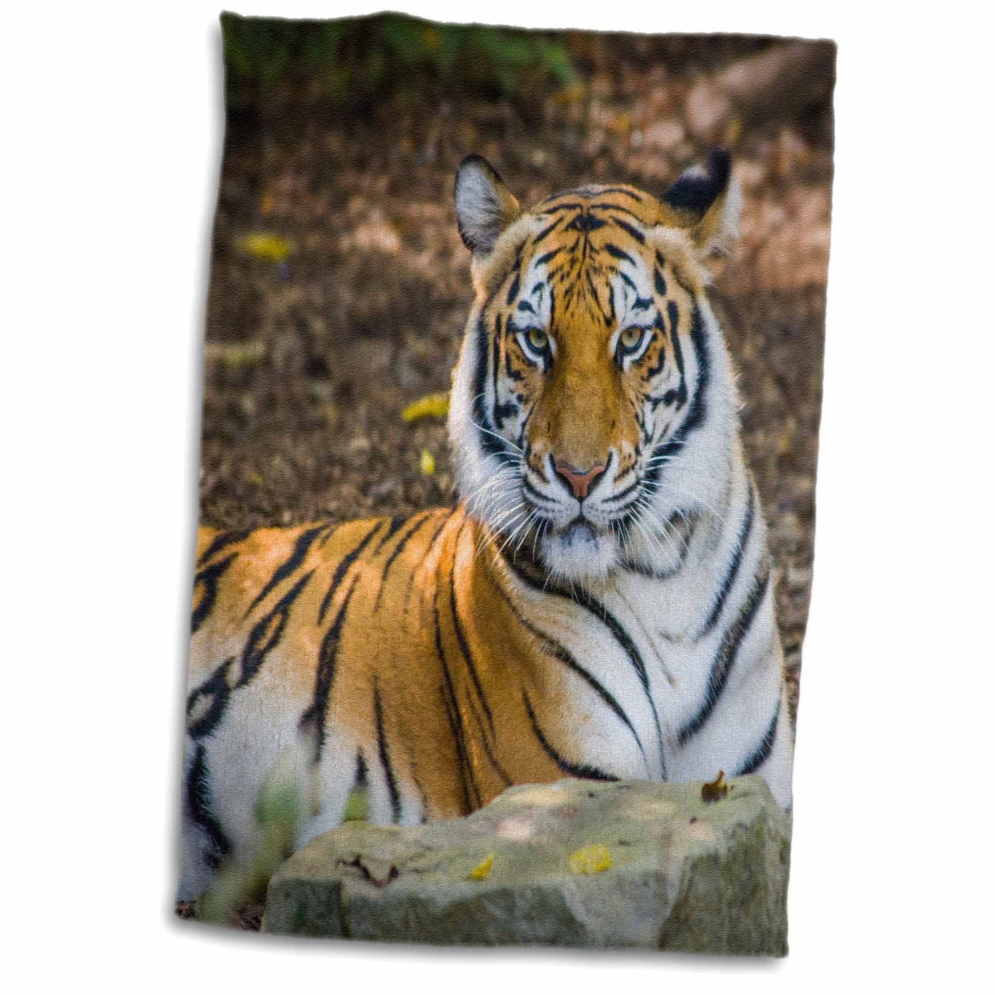 GlobalNiche® Bengal Tiger Zoo Nashville Tennessee USA TWL_189543_1 Towel, 15" x 22"