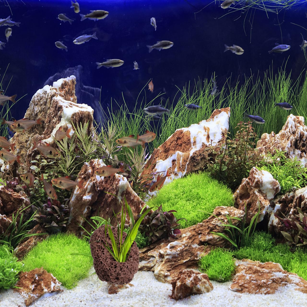 Happyyami Rocce Vulcaniche Naturali per Acquario 6 Pezzi Supporto Fisso per Piante Acquatiche Decorazioni di Pietra Lavica per Serbatoio Pesci E Gamberetti Ornamenti Acquario
