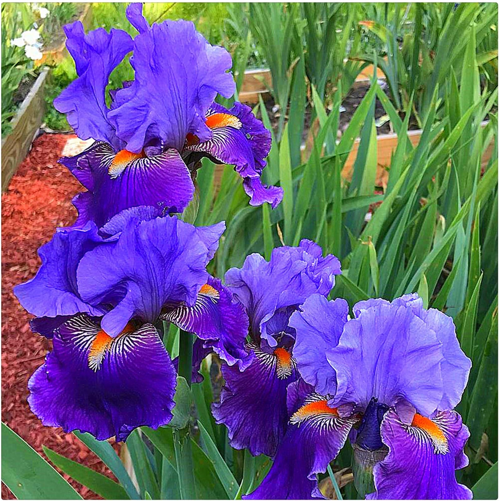 Iris Plants for Sale,Iris Bulbs Mix,Good for Containers/Cut Flowers/Iris Plants Bulbs/Greening Flower/Natural Organic/Wedding Flowers-3bulbs-G