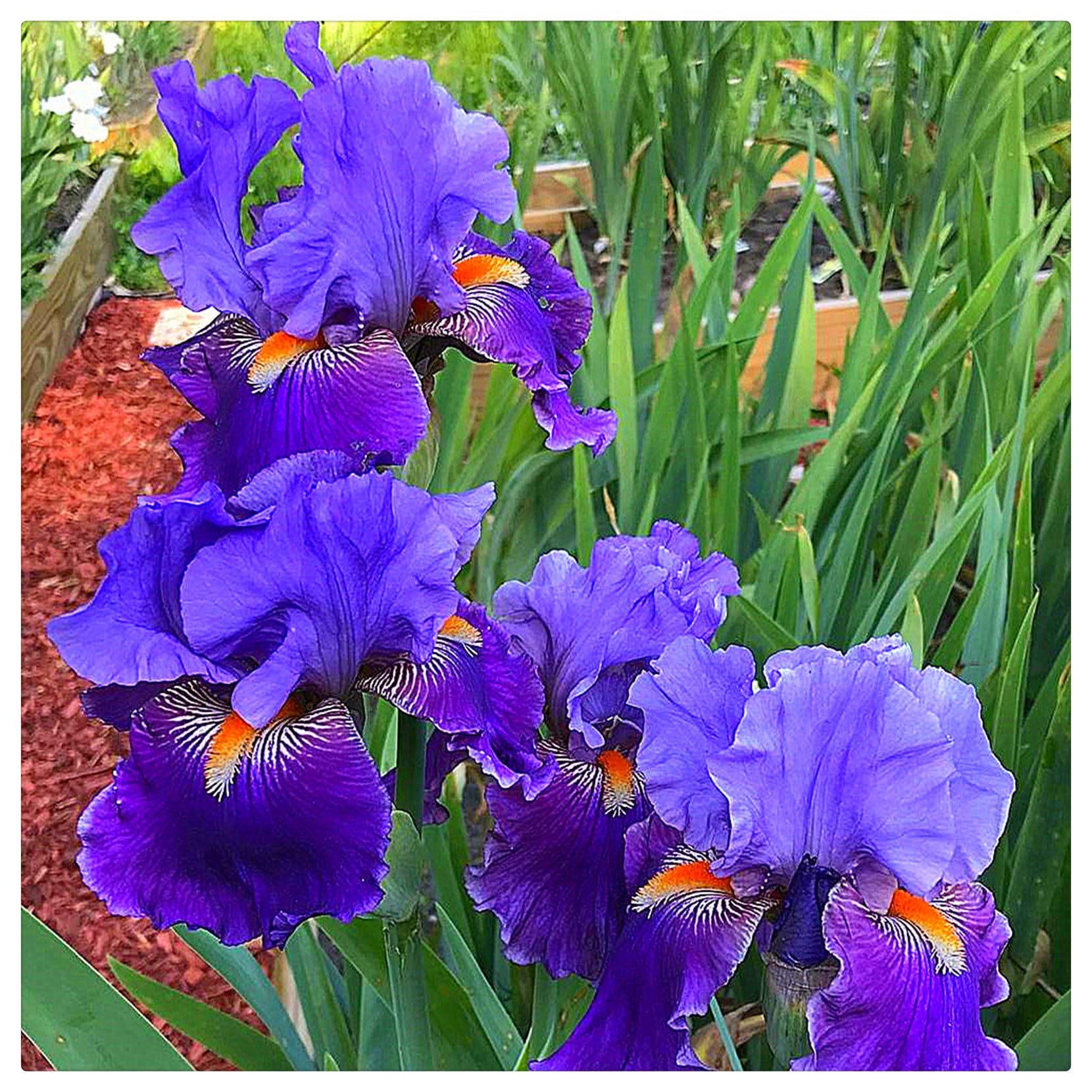 Iris Plants for Sale,Iris Bulbs Mix,Good for Containers/Cut Flowers/Iris Plants Bulbs/Greening Flower/Natural Organic/Wedding Flowers-3bulbs-G