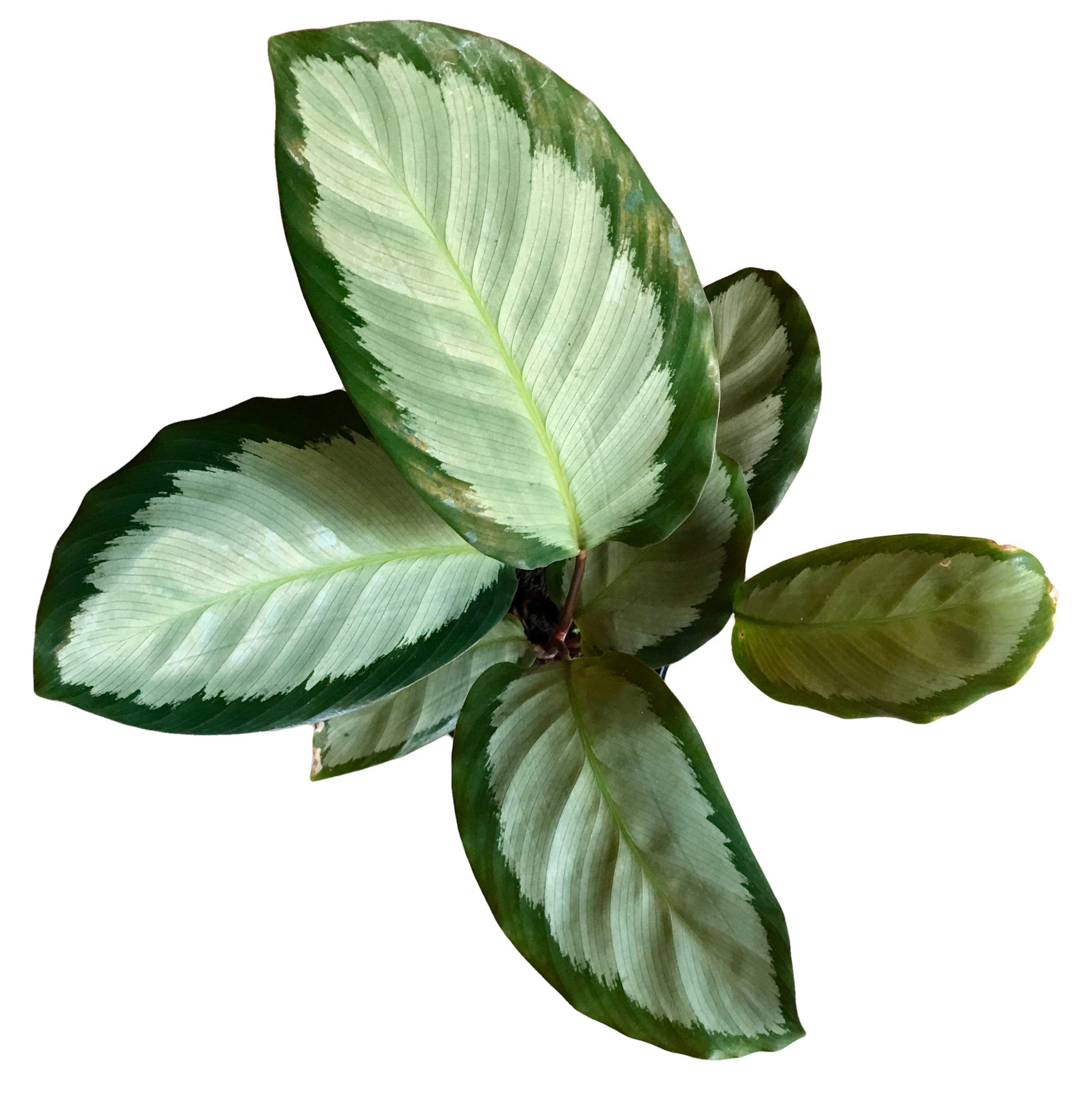 See full amazon price history chart for The Four Seasons Calathea Picturata Corona Natural Live Prayer Plant in Pot The Four Seasons Calathea Picturata Corona Natural Live Prayer Plant in Pot (B07P9JSQFX) Amazon Price History, Amazon Price Tracker