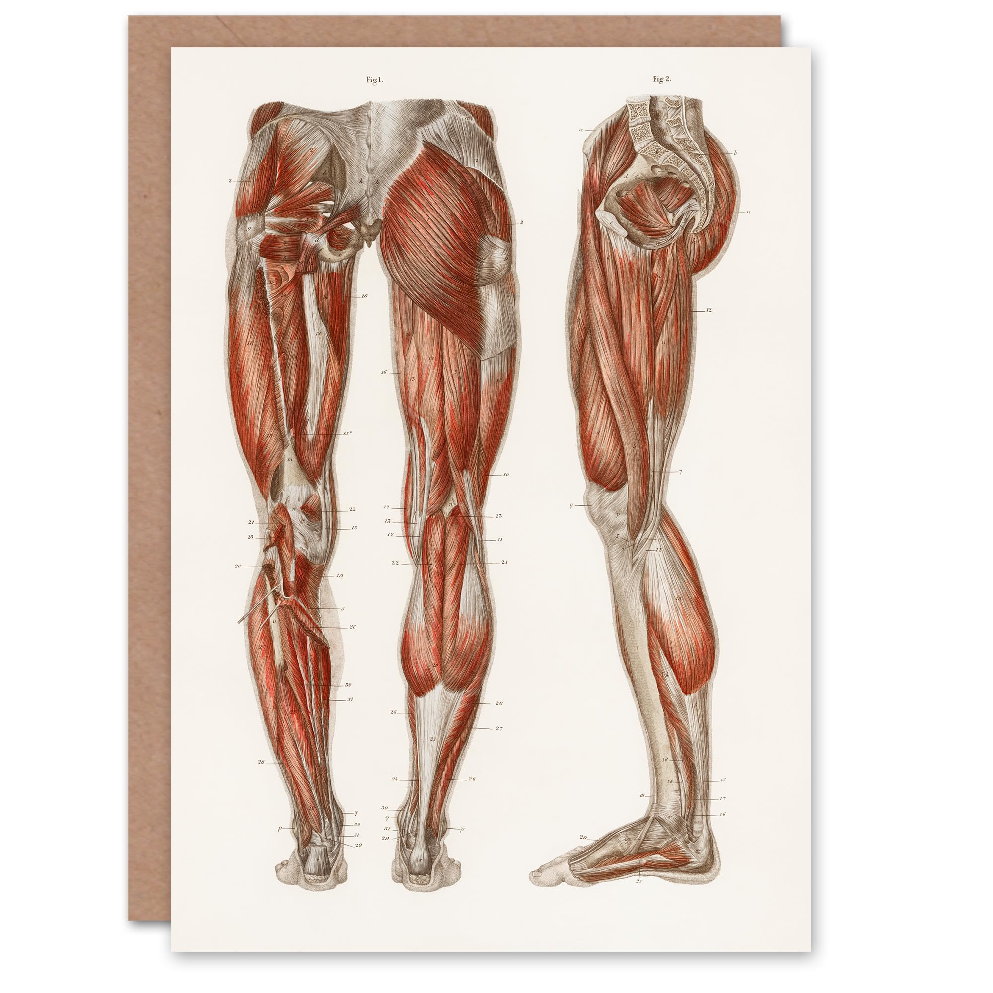 Artery8 Carl Ernst Bock Art Card Leg and Feet Muscle Anatomy