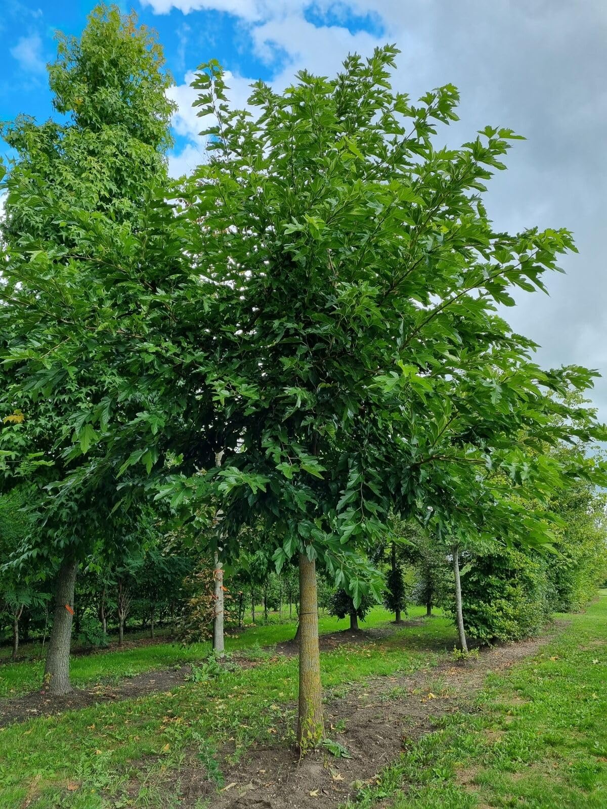 Gelso Nero Morus Nigra In Vaso - Pianta Da Frutta, Altezza 150/180 Cm, Autofertile - Foto 7