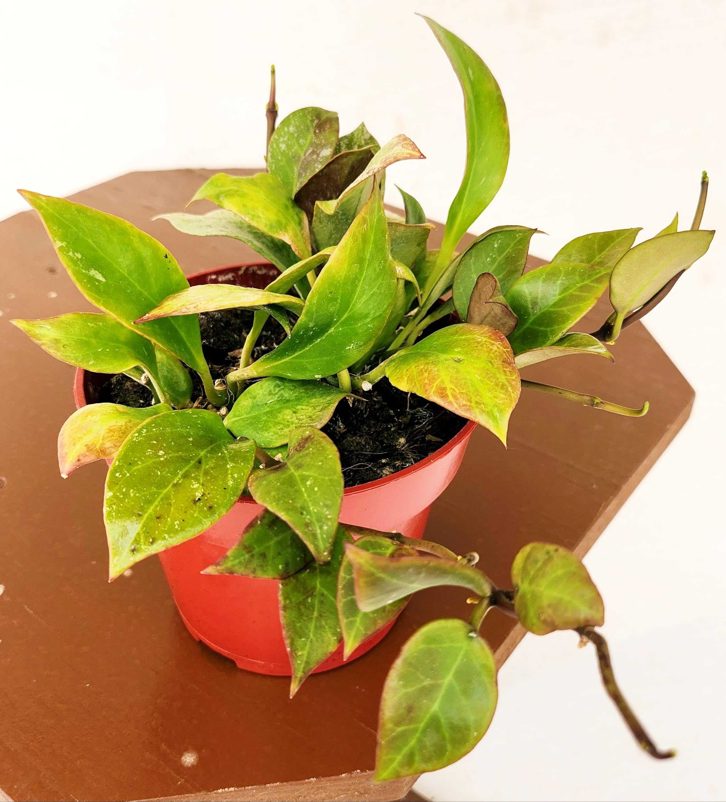 Hoya Callistophylla Vera In Vaso 12cm - Pianta Da Interno Powers To Flowers - Foto 4