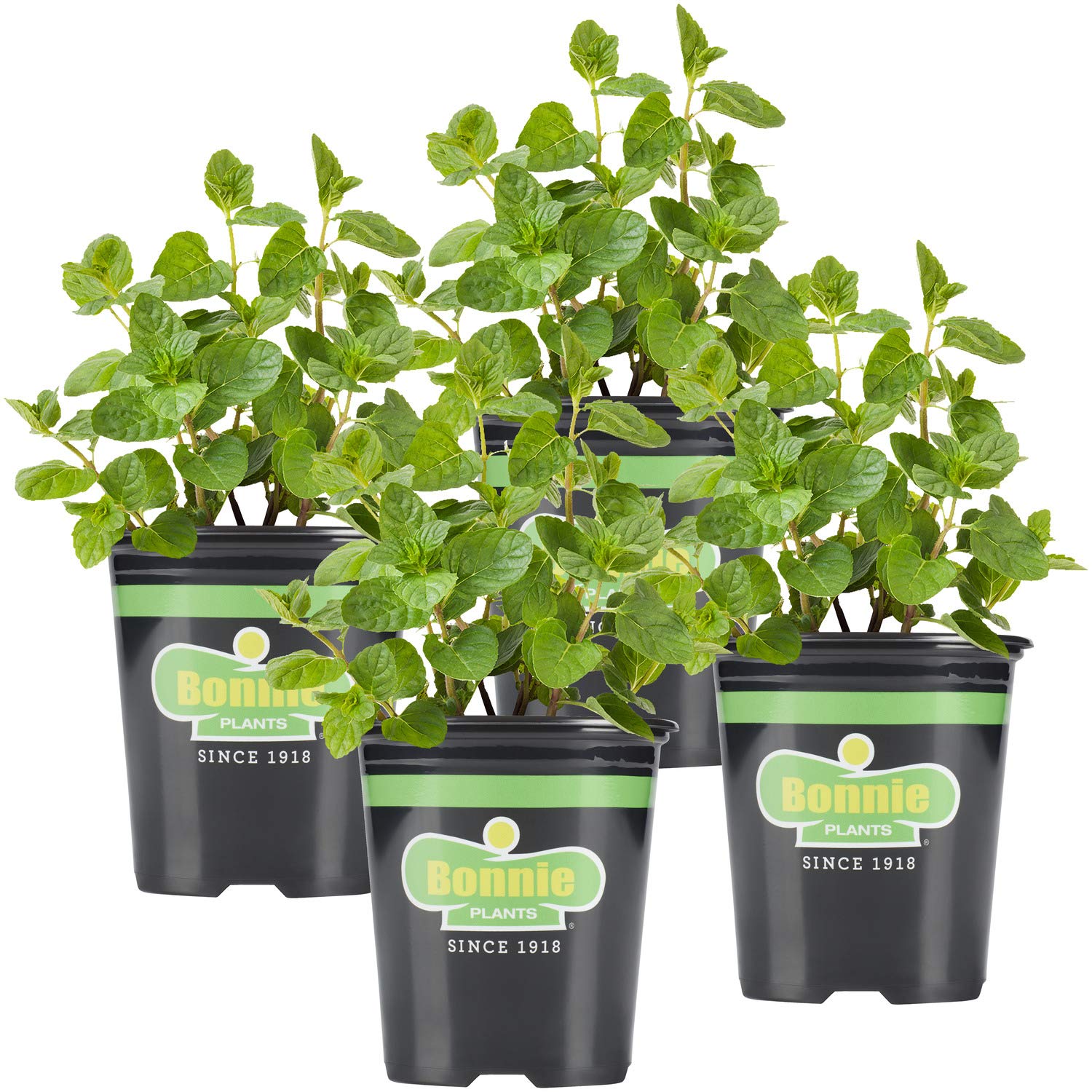 Bonnie Plants Spearmint Live Edible Aromatic Herb Plant