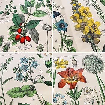 ビンテージ植物図鑑リトグラフ ボタニカルアート 植物図鑑 リトグラフ アンティーク 植物画