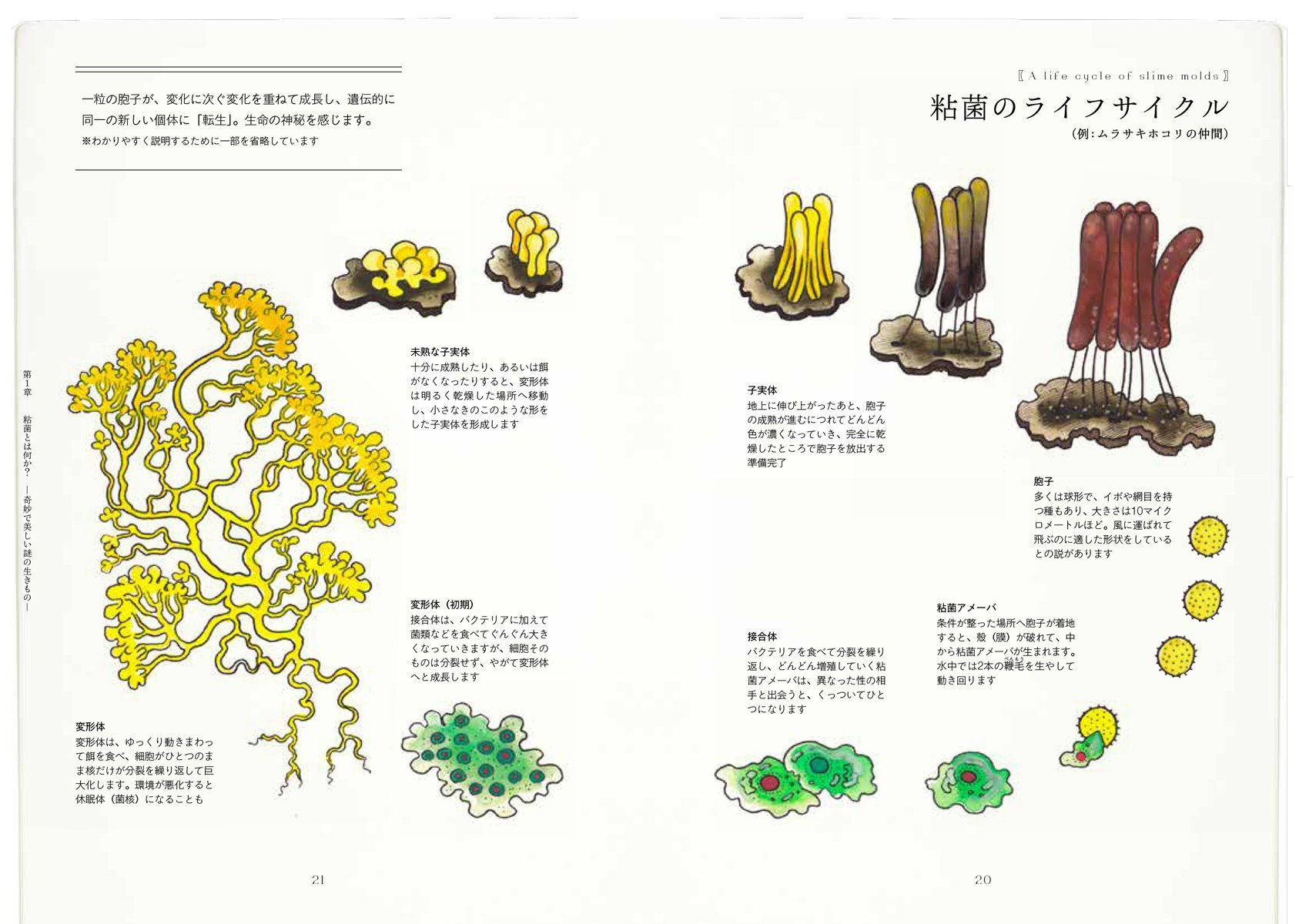 粘菌生活のススメ 奇妙で美しい謎の生きものを求めて 文彦 新井 新一 川上 本 通販 Amazon
