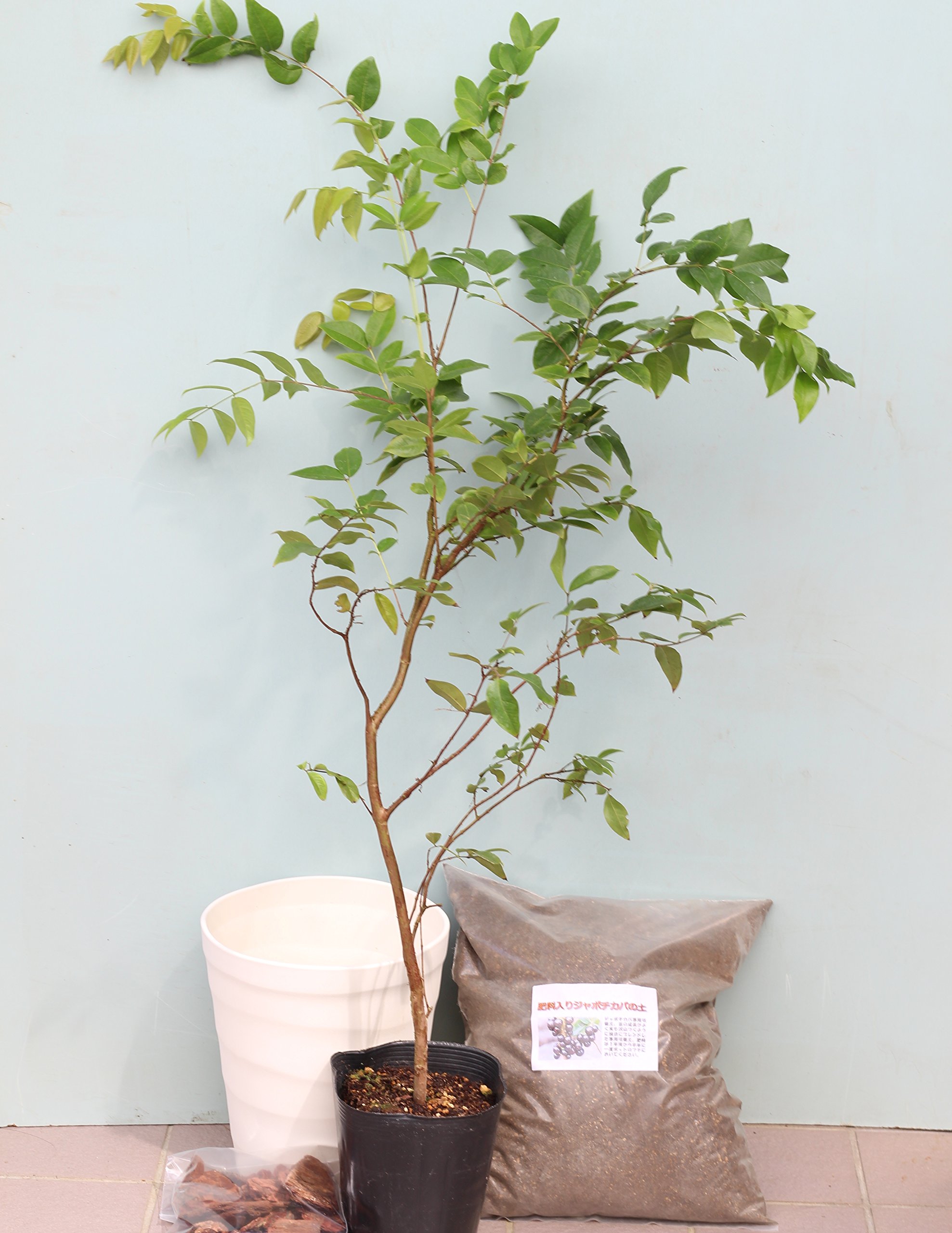 Amazon.co.jp: [幹に実と花が成る不思議な観葉植物]ジャボチカバ栽培6