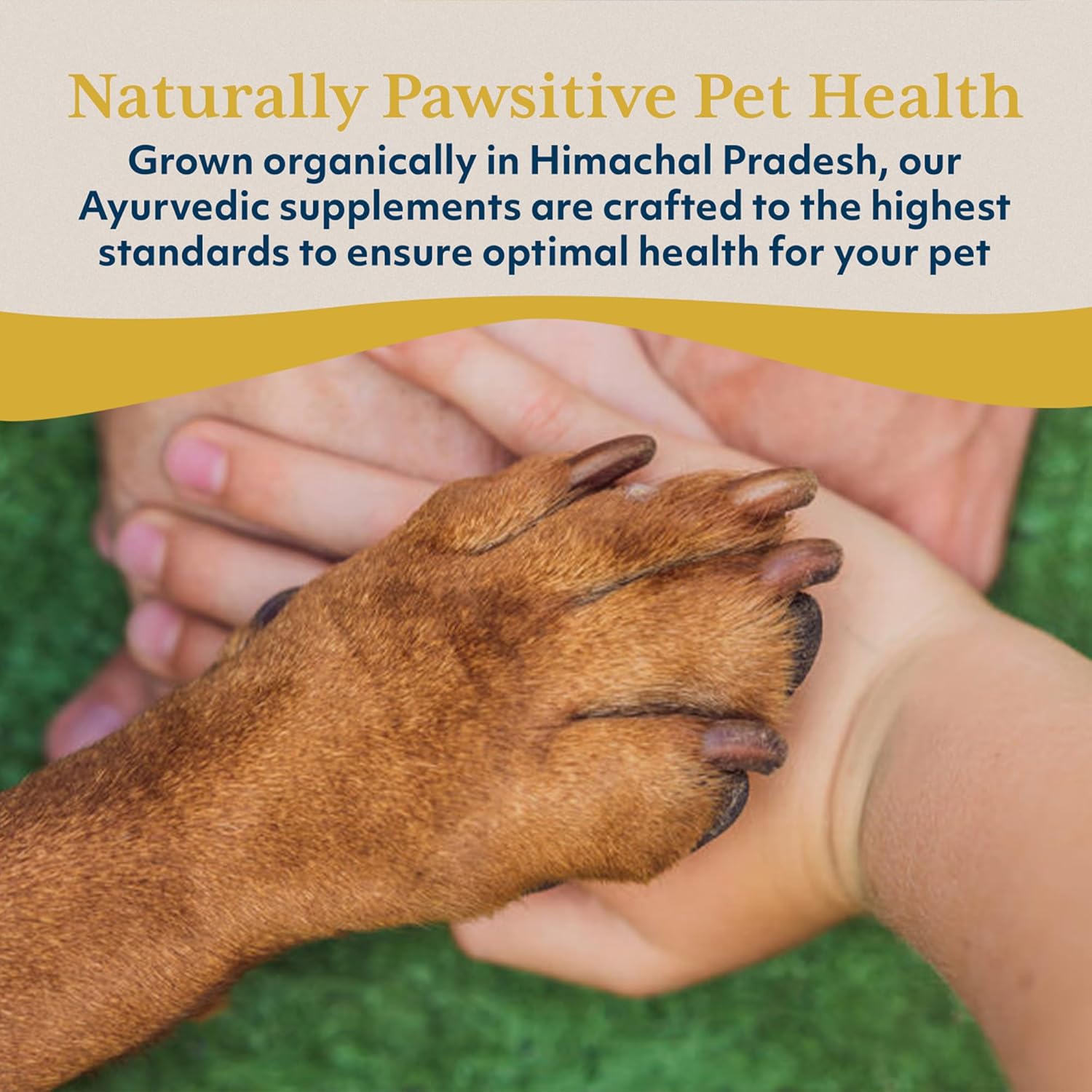 Ayush Pet Ashwagandha Drops for Dogs & Cats - Organic Liquid Ashwagandha Root Extract for Calm and Whole-Body Wellness, Adaptogenic Wellness Supplement for Pets, 100mg per Dropper - 2 fl oz
