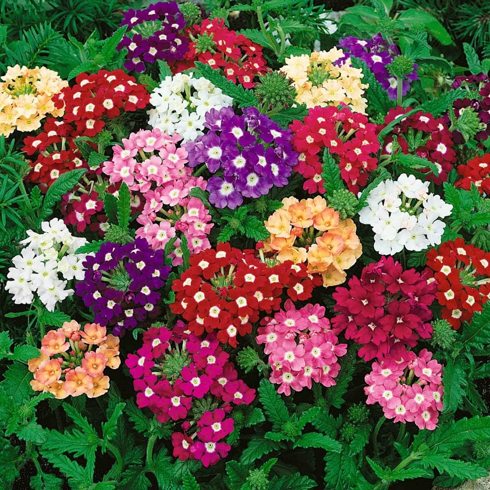 Outsidepride Mix Verbena Seeds for Planting - 1000 Pcs. Annual, Drought Tolerant & Easy to Grow, Ground Cover with Fragrant & Vibrant Blooms for Window Boxes, Borders & Pollinator Gardens