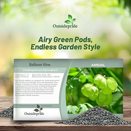 Miniatura 4 de Outsidepride Balloon Vine Cardiospermum Halicacabum Semilla de Planta de Corazón - 100 Semillas