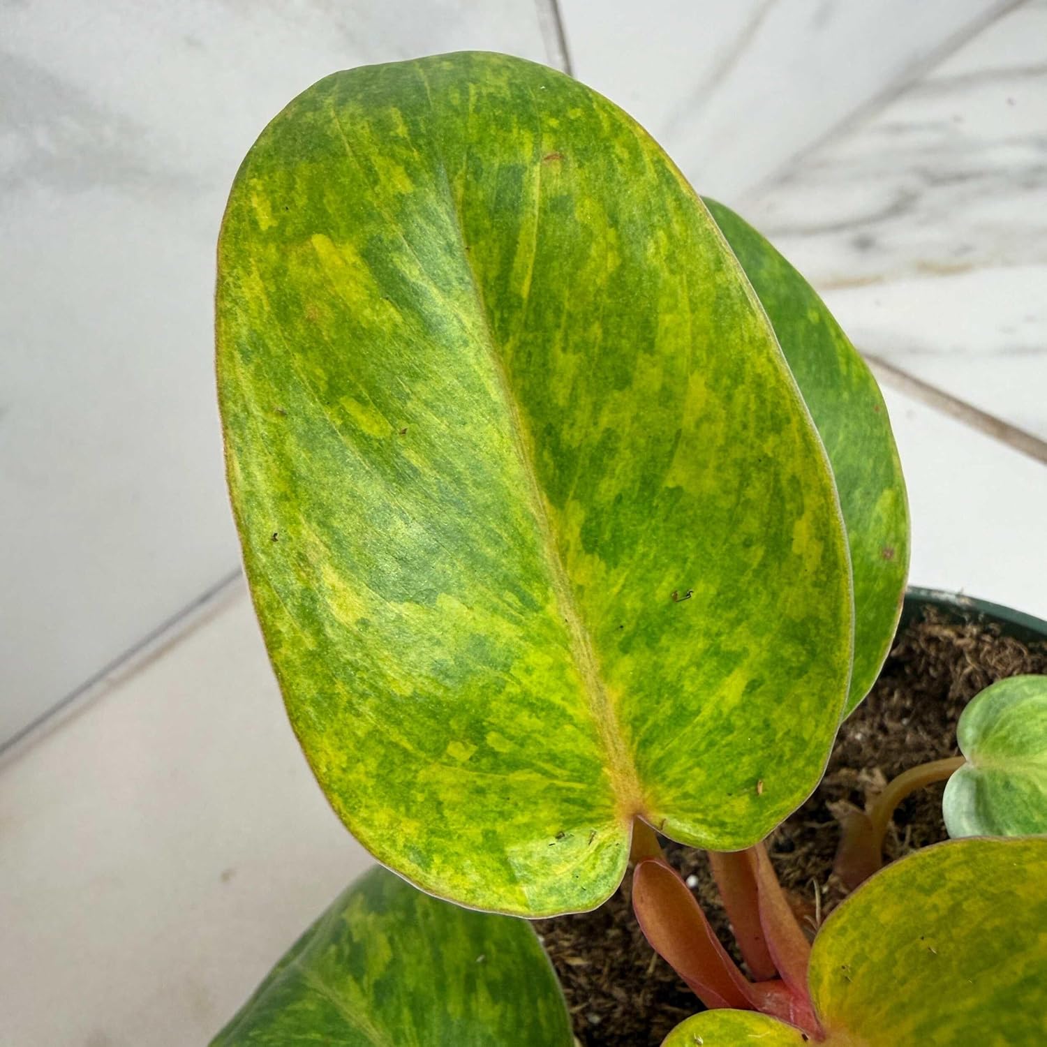 Philodendron Painted Lady, 4" Plant