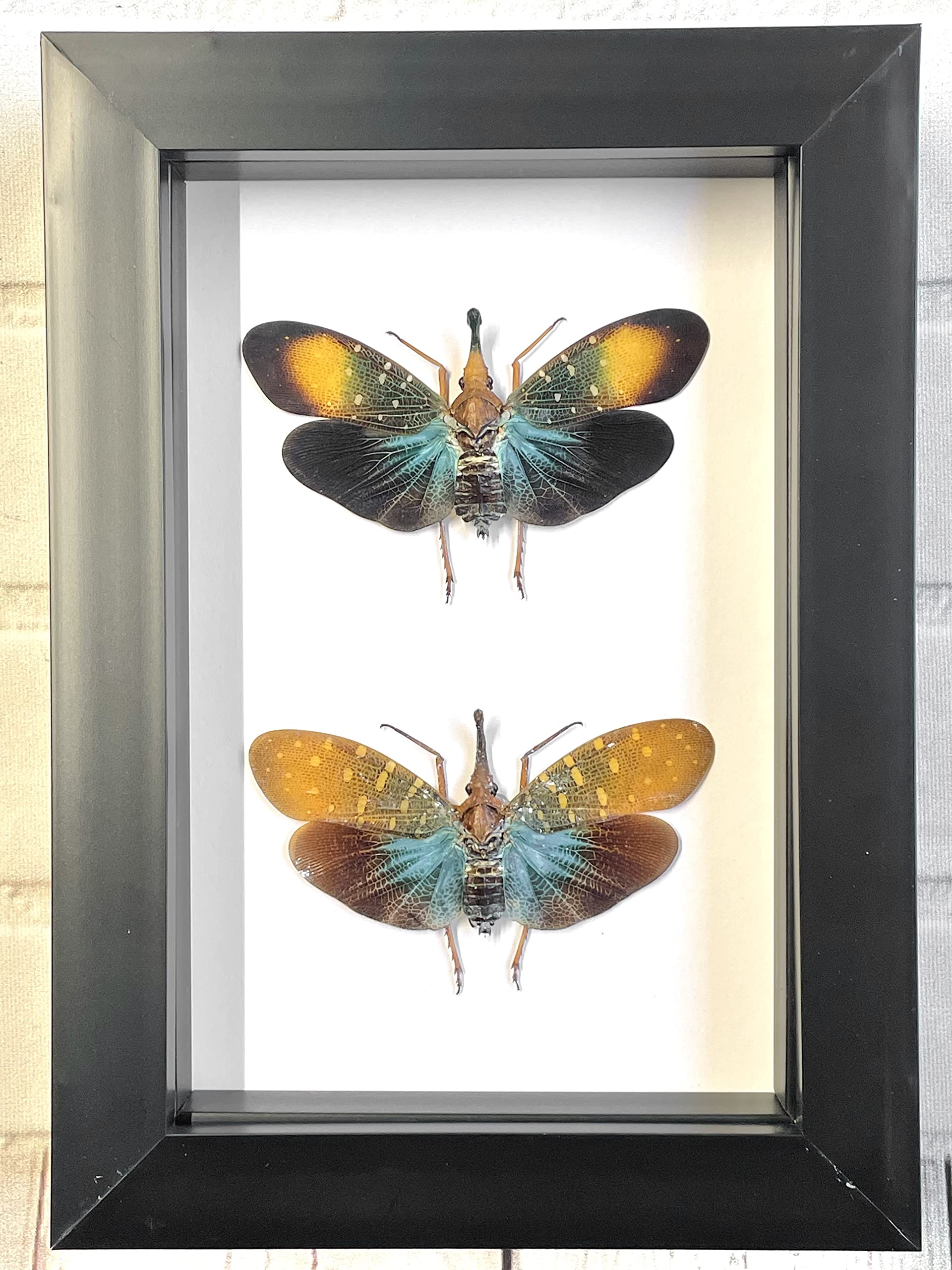 Pyrops Lantern Fly Pair | Deep Shadow Box Display | Genuine Specimen | Dome Size 15 X 12.5 cm