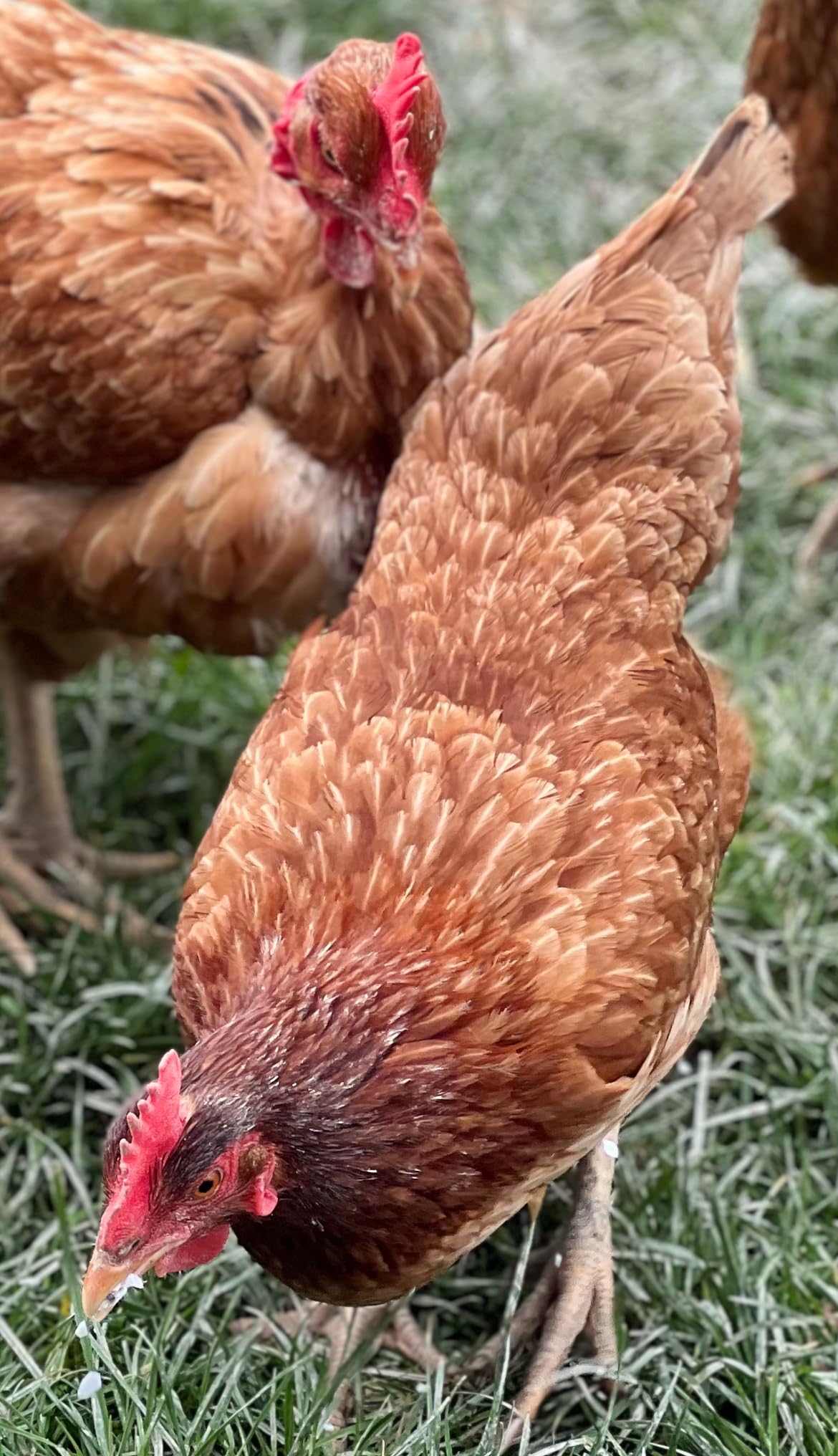 900 g di gusci di ostriche francesi naturali, igienizzate, calibrate e macinate per pollame - Alto contenuto di calcio: da 36 a 38% e oligoelementi (900 g)