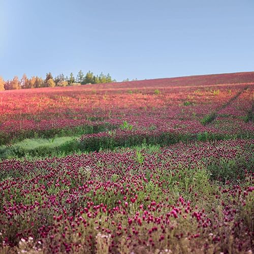 Miniatura 3 de Semillas de trébol carmesí  1 libra (46,400 semillas) para cultivos de cobertura, forraje de vida silvestre, pastos, heno, atracción de