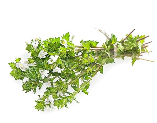 Miniatura 4 de Eyebright zacate el té Herba euphrasiae 100gSalud Embajada100 Natural