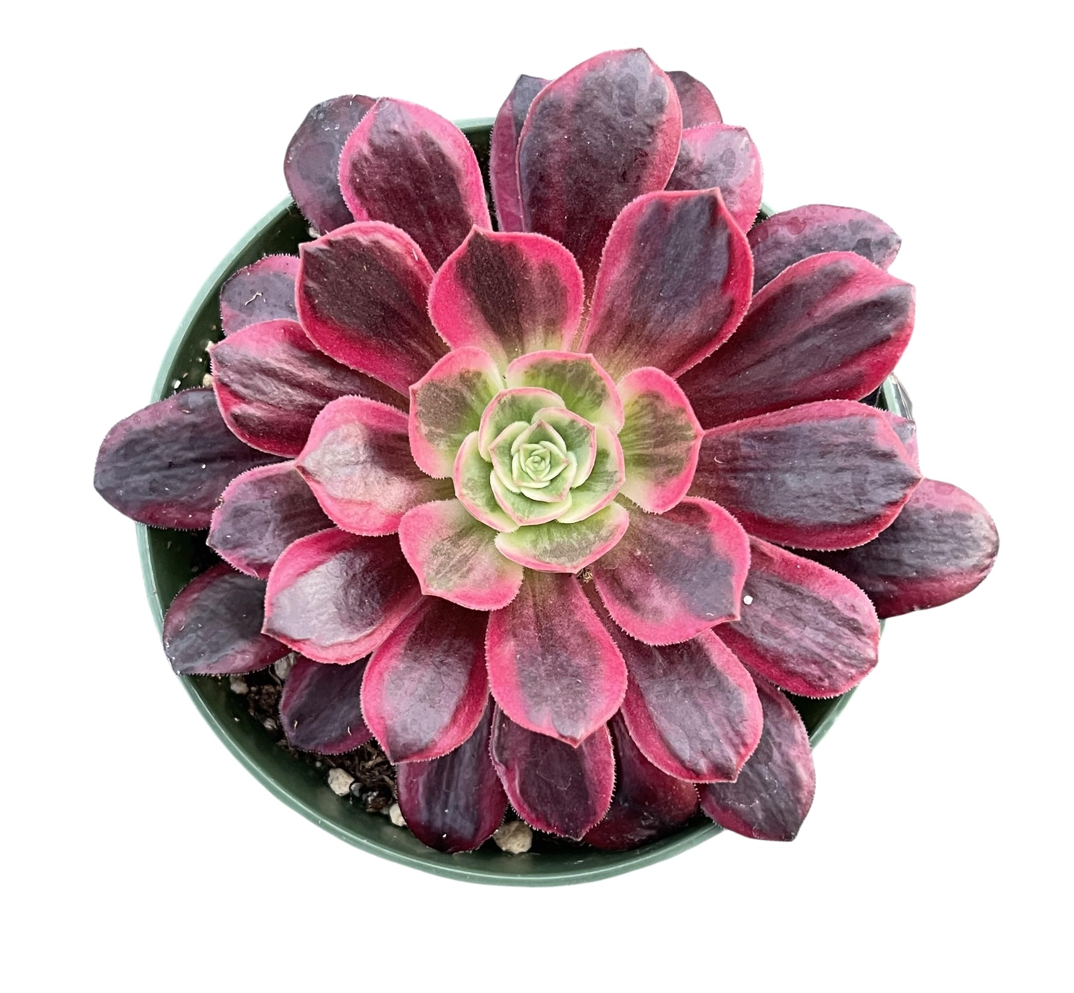 Sprout N GreenSprout N Green Aeonium 'White Wedding Dress', Live Rare Succulent Potted 4" Planter, Real House Plant for Party Favors Home Indoor Outdoor Garden Wedding Decoration DIY Projects