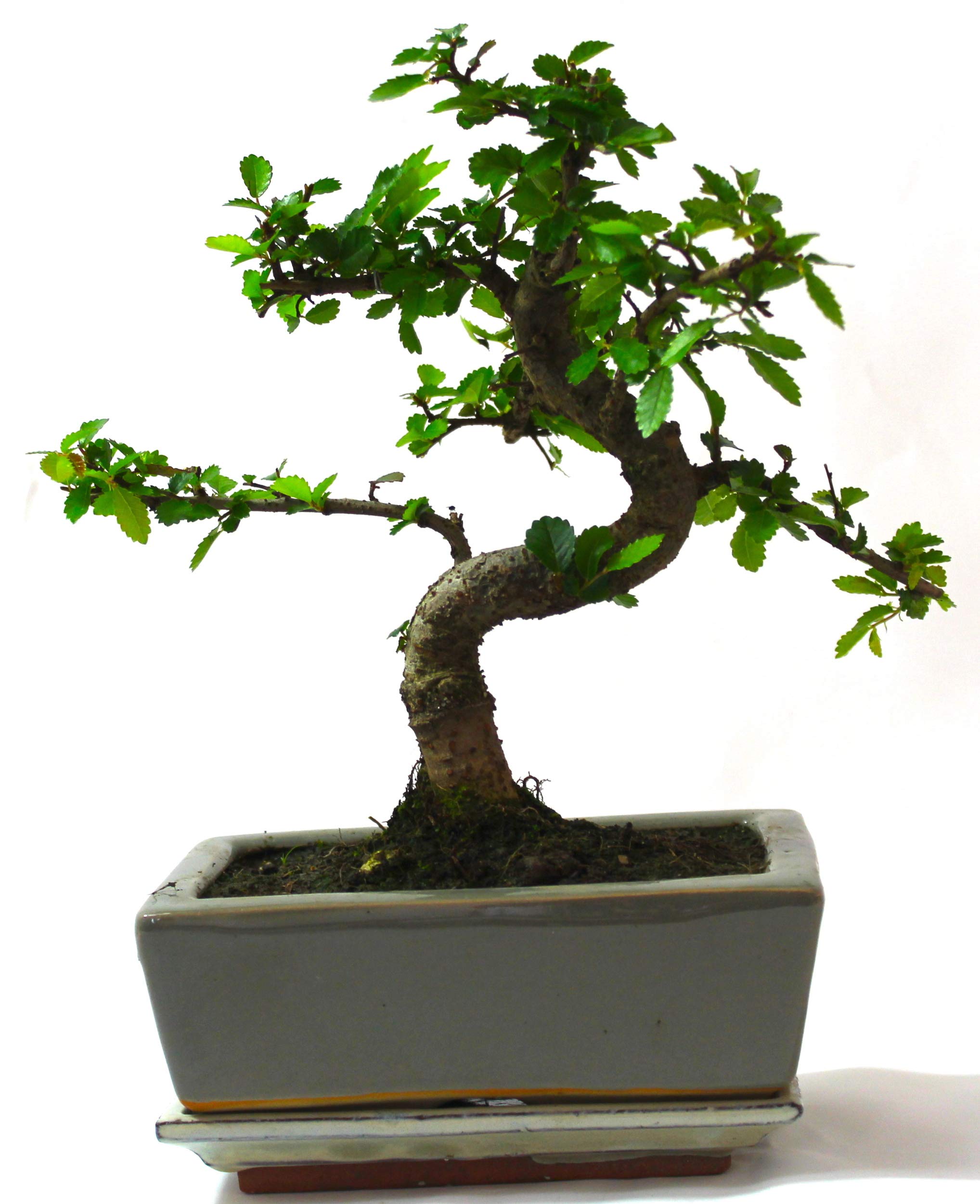 Chinese Elm Bonsai Tree S Trunk - Supplied with Ceramic drip Tray Naruko Care Set