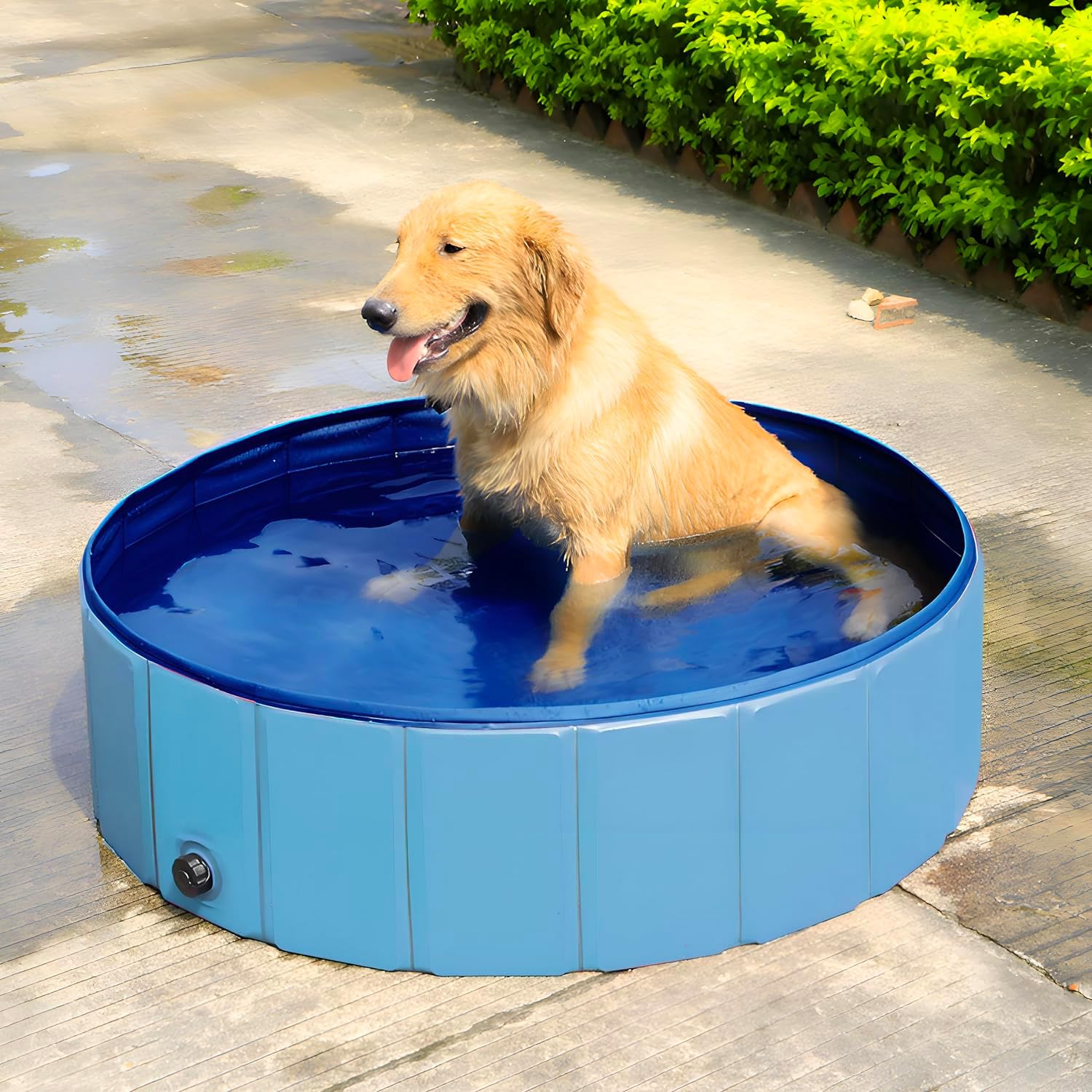 Wintem Piscina per Cani 160x160 cm Rotonda in PVC Resistente, Antiscivolo, Facile da Gonfiare - Ideale per Cani di Taglia Media, Piscina da Giardino per Animali
