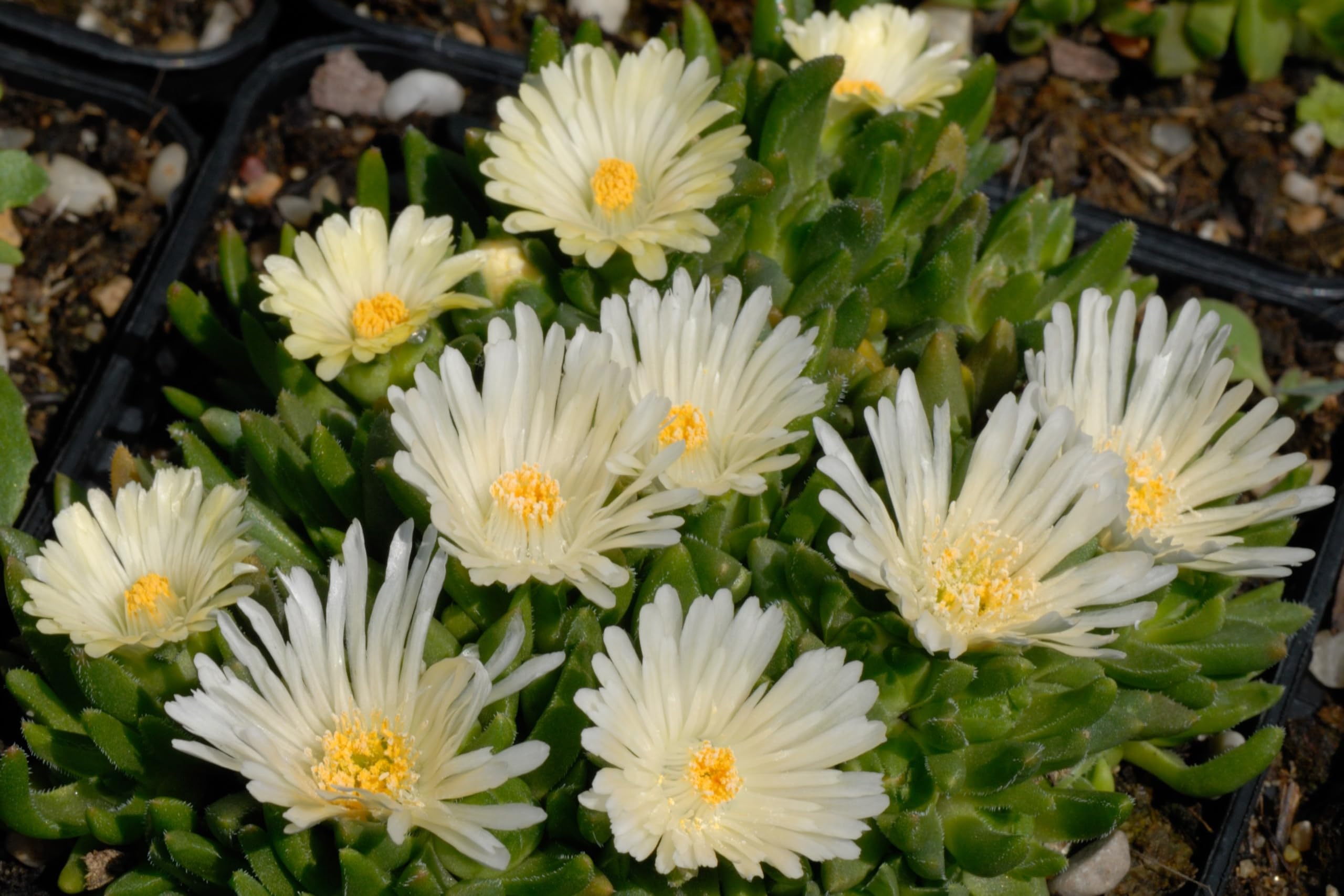 Stauden Gänge 10 x Delosperma cultorum 'Jewel of Desert Moonstone'