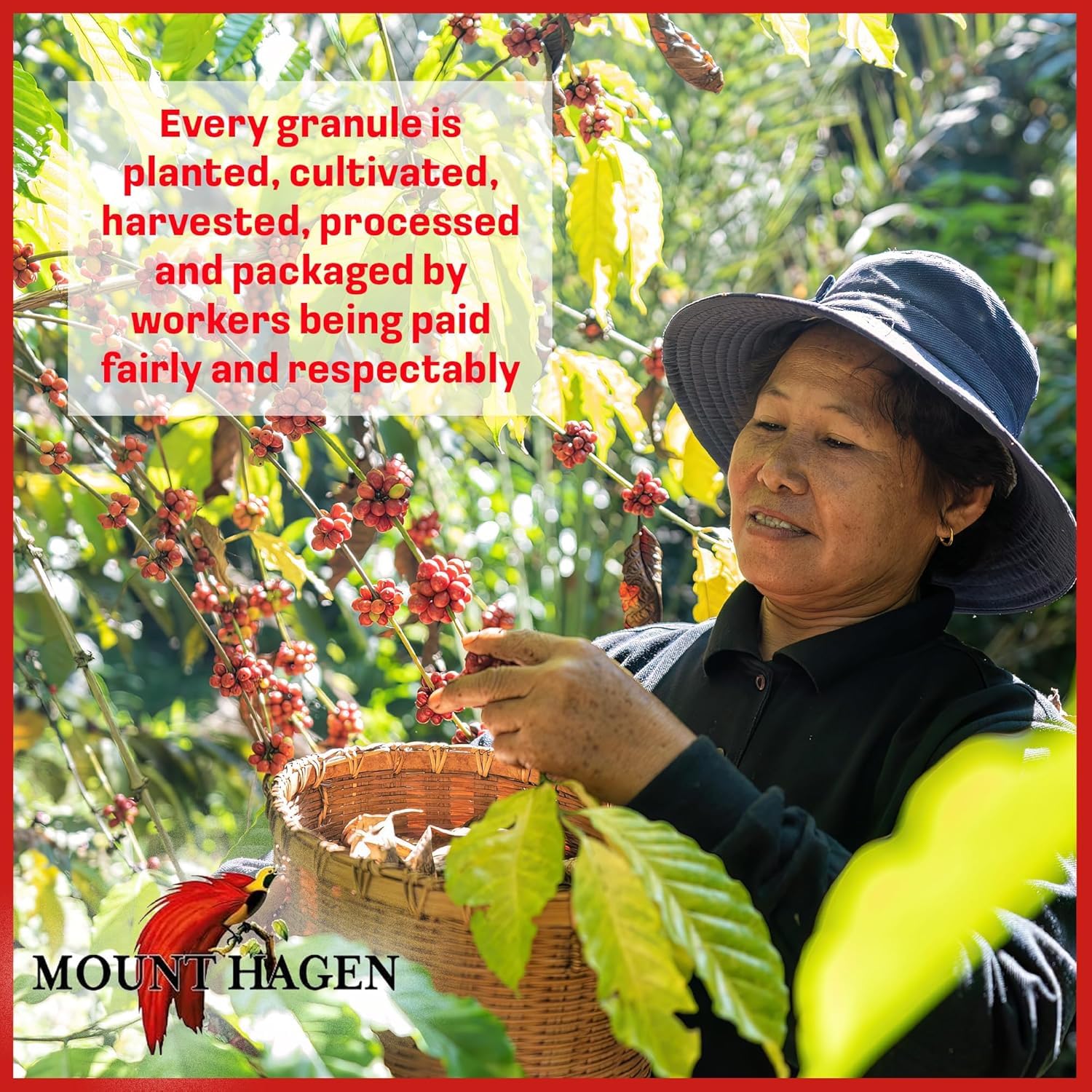 Mount Hagen Instant Espresso Coffee 6 Pack, Eco-friendly Organic Espresso Coffee Made From Medium Roast Arabica Beans, Freeze Dried Instant Coffee, Fair-Trade, Kosher [6x1.76oz/50g Jar]