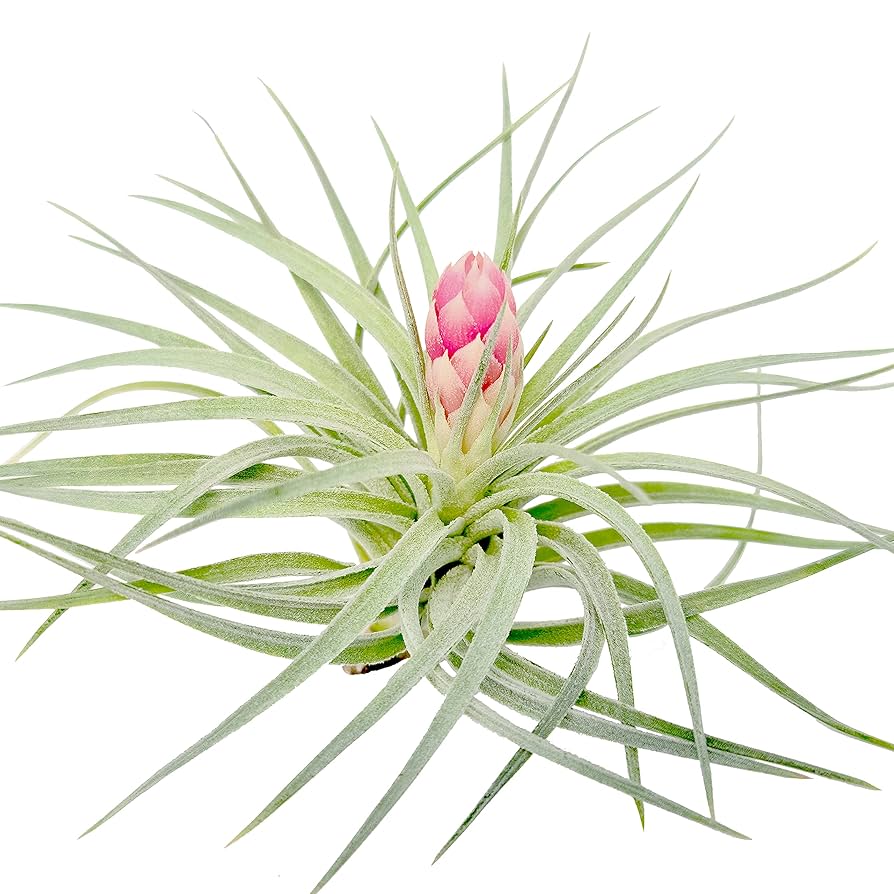 ブロメリア・エアープランツ Tillandsia roseiflora (Hybrid) ブロメリア・エアープランツ Tillandsia roseiflora Hybrid