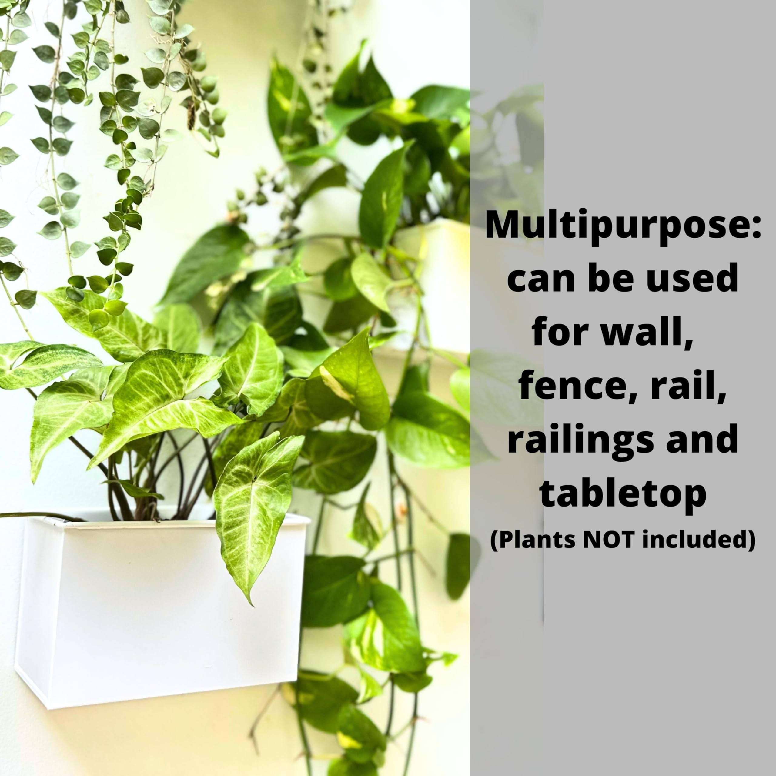 Amazon.co.jp: LaLaGreen ウォールプランター(3パック、6インチ) 多肉