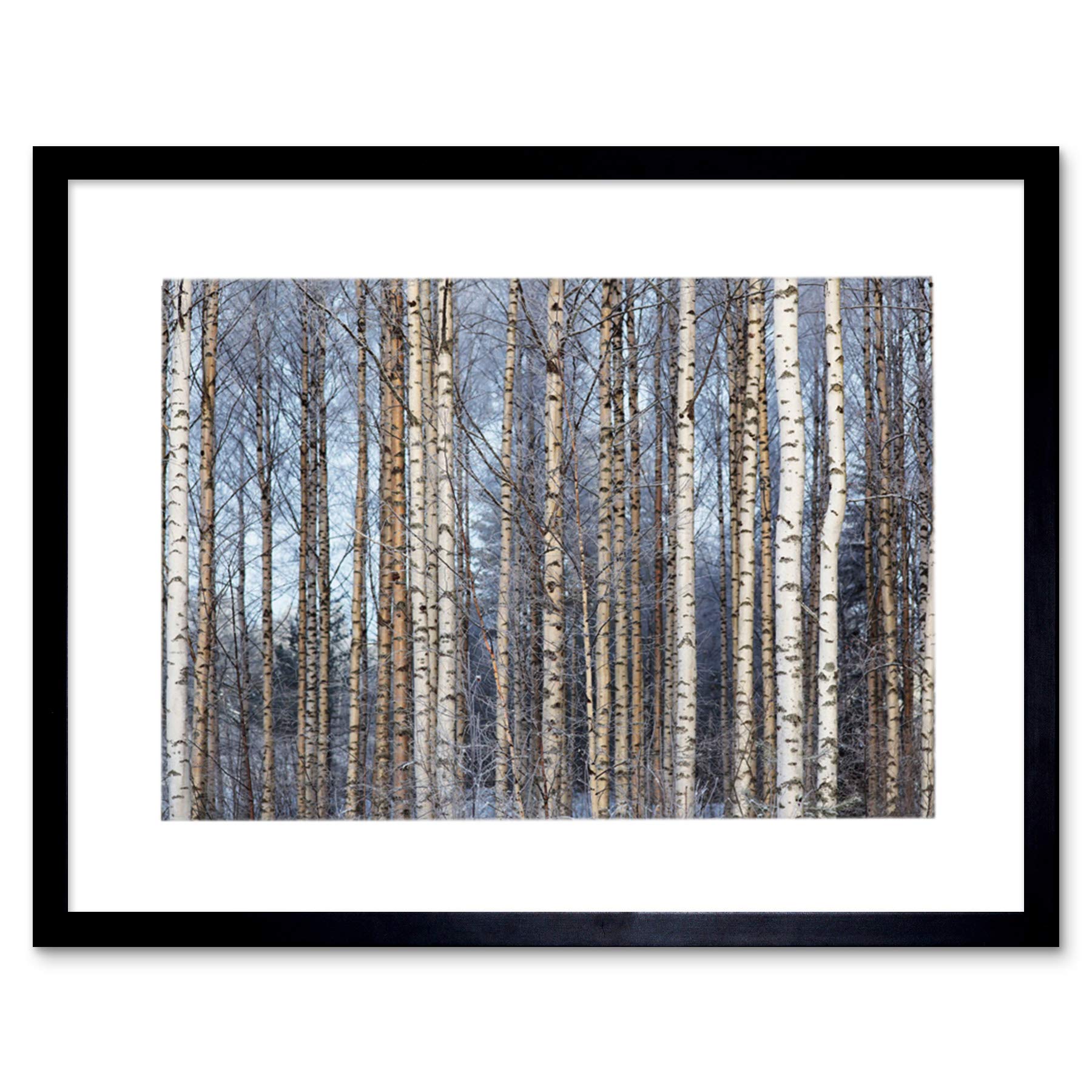 Wee Blue Coo Birch Forest Trees Silver Photo Wood Frame Picture Gift Framed Wall Art Print