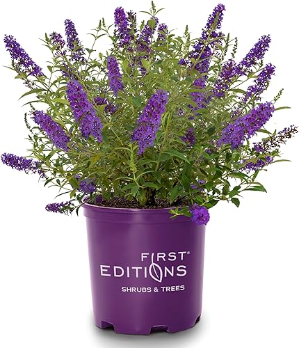 First Editions - Buddleia psicodélico de 2 galones, azulmorado