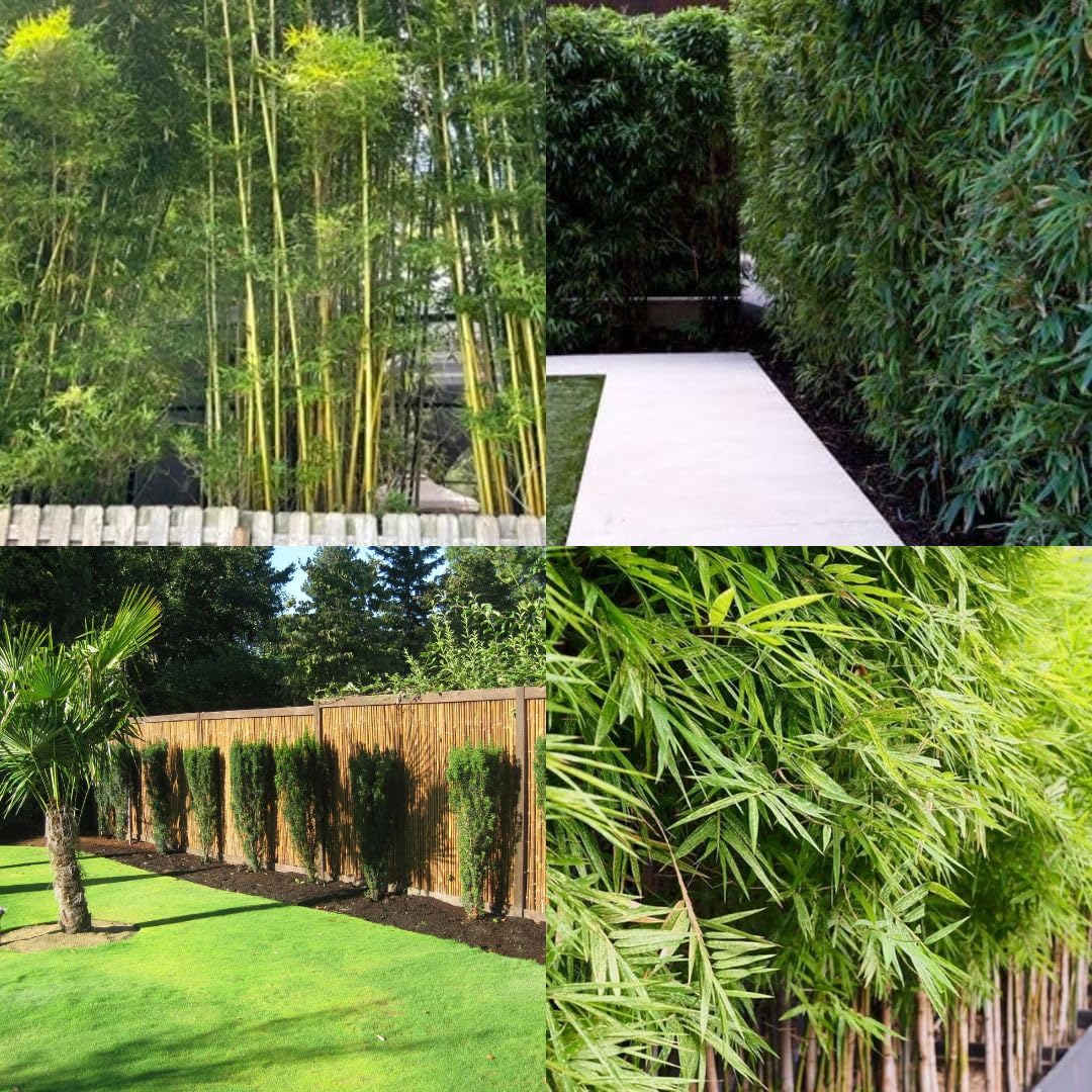 Nutan Wall Bamboo Plant, number of seeds 100-image-25