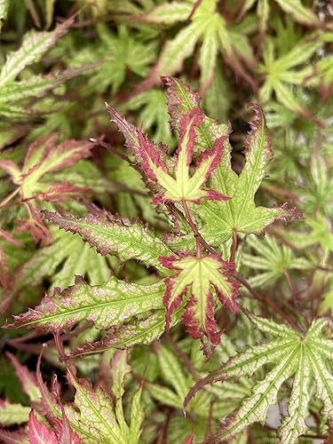 Miniatura 4 de Phantom Flame - Arce japonés blanco con puntas de hojas rojas - Árbol vivo de 2 años