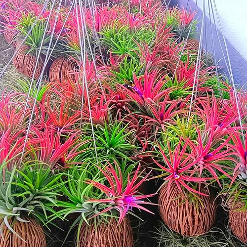 Miniatura 2 de 8 plantas de aire, planta de Tillandsia viva, plantas suculentas vivas para jardín, planta de aire de Tillandsia