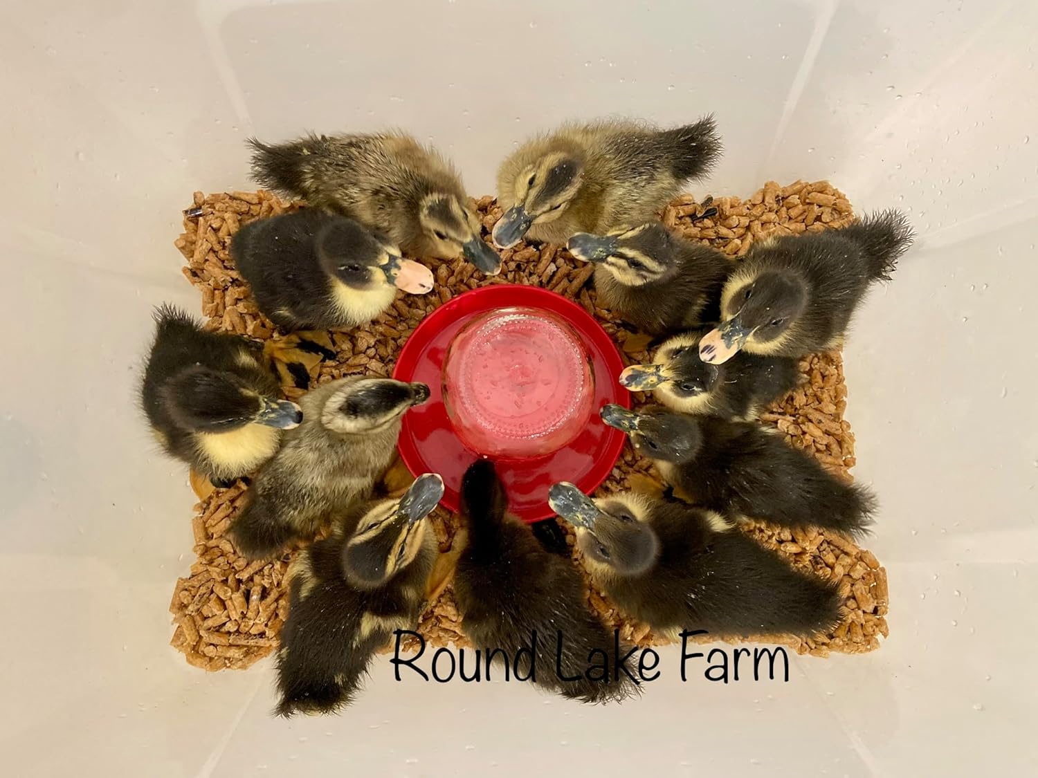 12 Fertile Duck Eggs for Hatching out Ducklings - Shipped in Foam