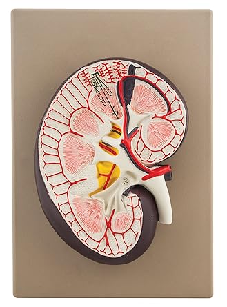 Hudson River Miniatures Eisco Labs Human Kidney Section Model; 3X Life Size (9