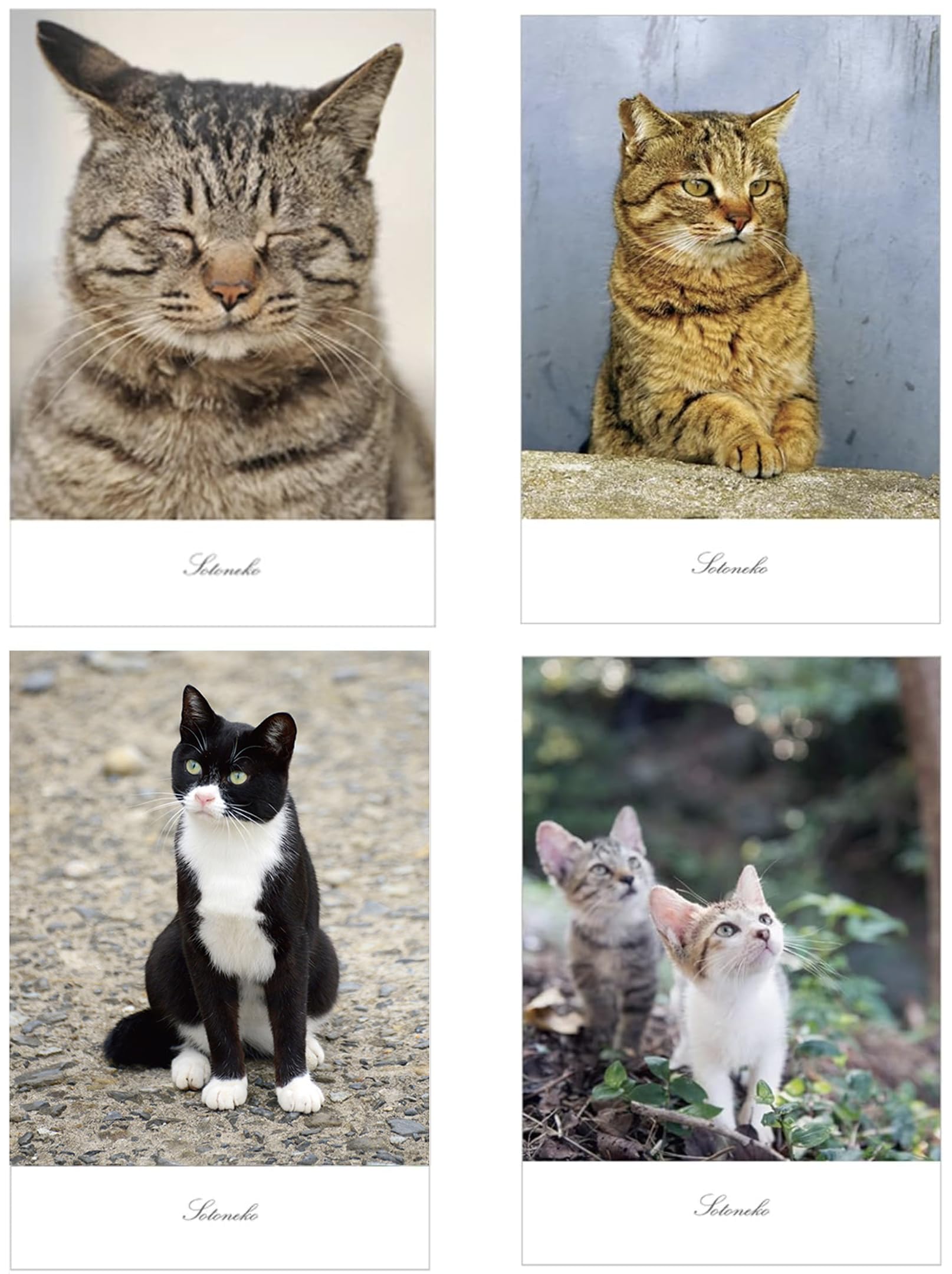 b069 白猫プロジェクト ポストカード 限定ノベルティ まとめ売り 白猫