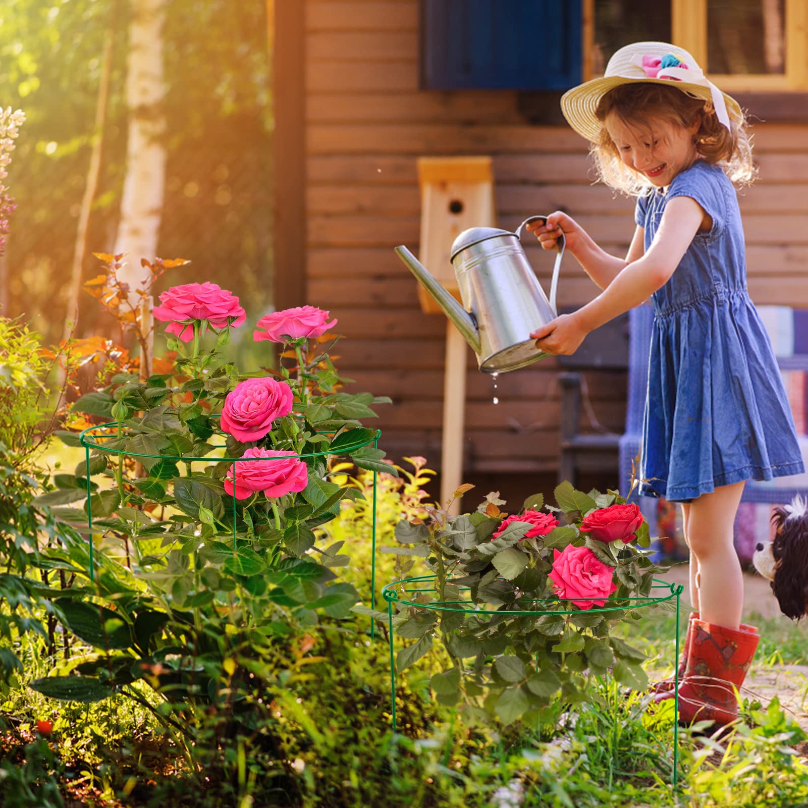 Peony Cages And Supports Biubee Pack × Inch Peony