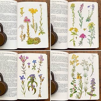 [1926年]ドイツの古い植物図鑑/植物画 ボタニカルアート アンティーク/ 1926年]ドイツの古い植物図鑑/植物画 ボタニカルアート