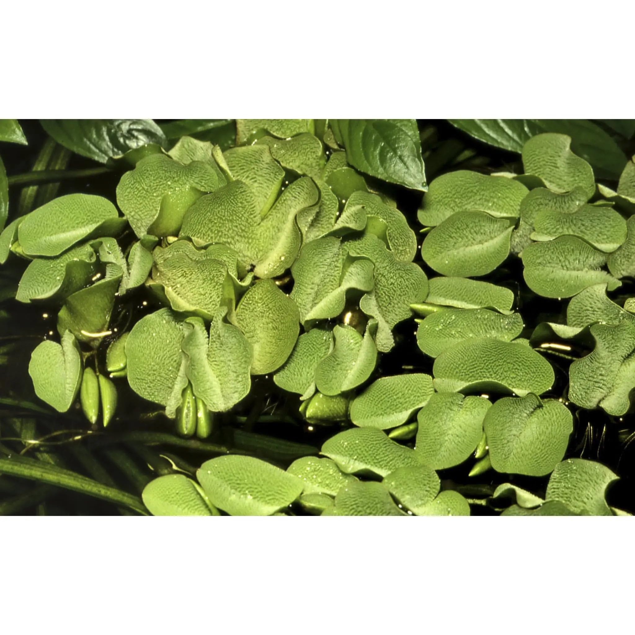 Tropica Salvinia auriculata 1-2-GROW!