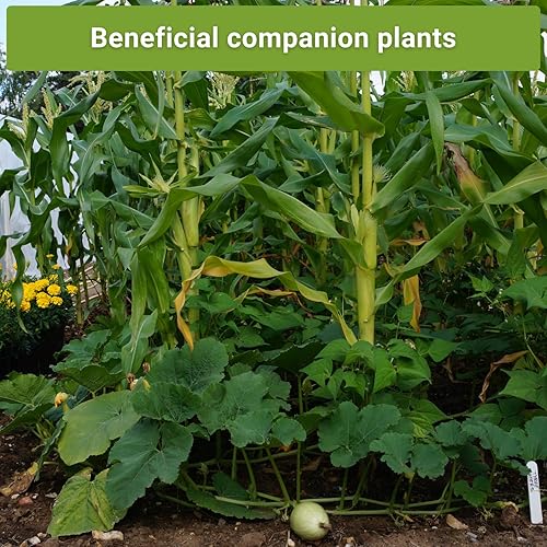 Miniatura 5 de Sow Right Seeds - Colección de semillas de 3 hermanas para plantar - Paquetes de maíz dulce Bantam, frijol Wonder Pole de Kentucky y calabaza