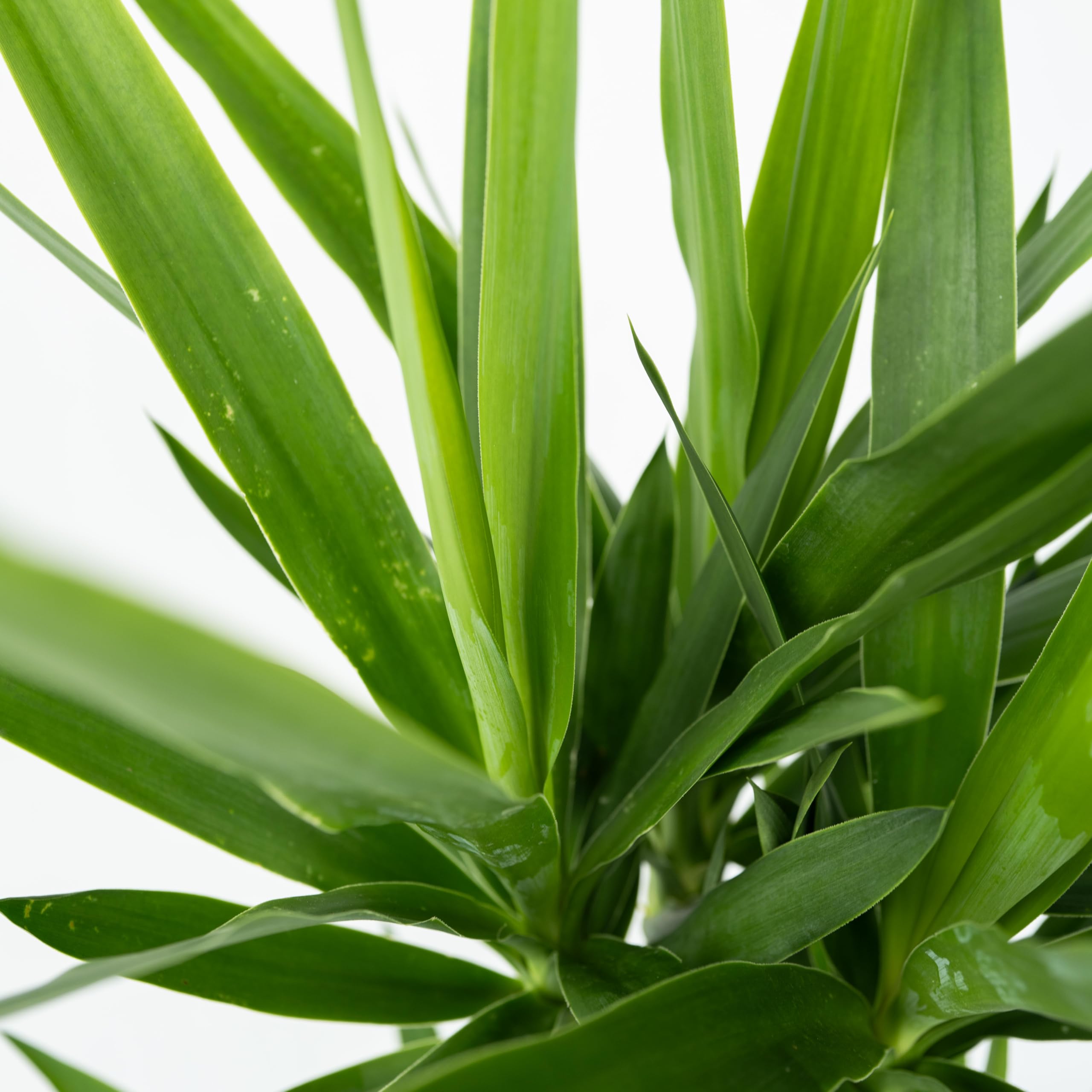 Plant in a Box - Yucca Éléphantipes - Plante d'intérieur - Pied d'éléphant - Pot 17cm - Hauteur 70-80cm